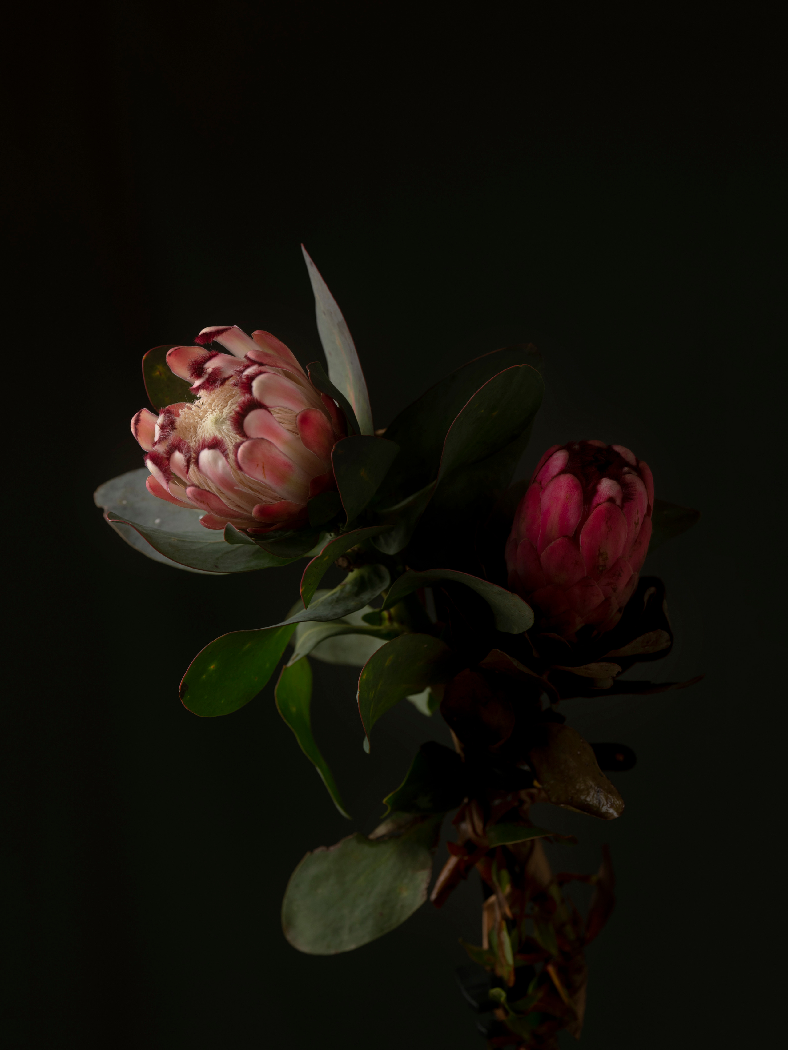 FLOWERS. Anastasiia Antoniuk portrait, family and couple photographer, Portugal