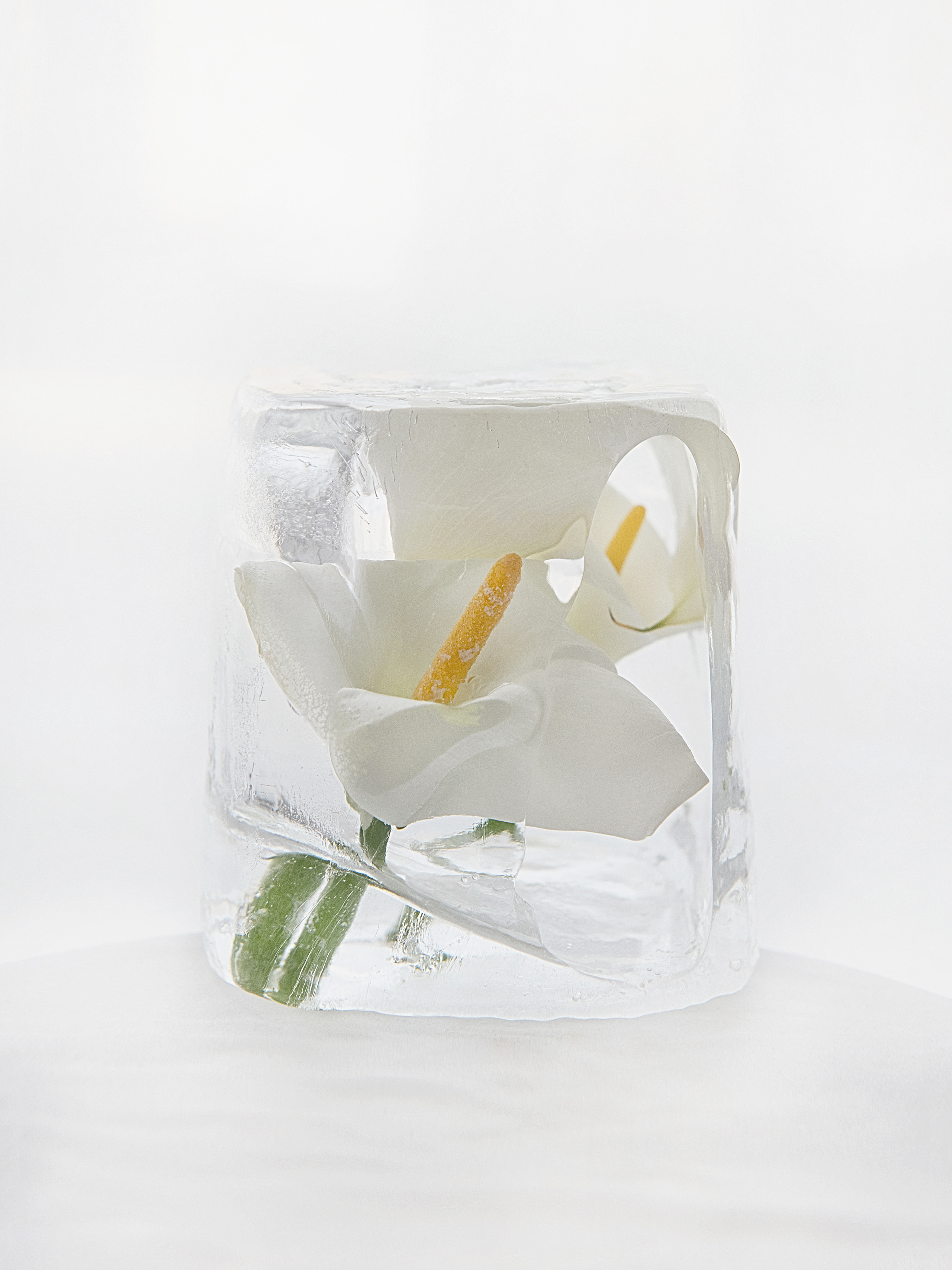 FROZEN NATURE. Anastasiia Antoniuk portrait, family and couple photographer, Portugal