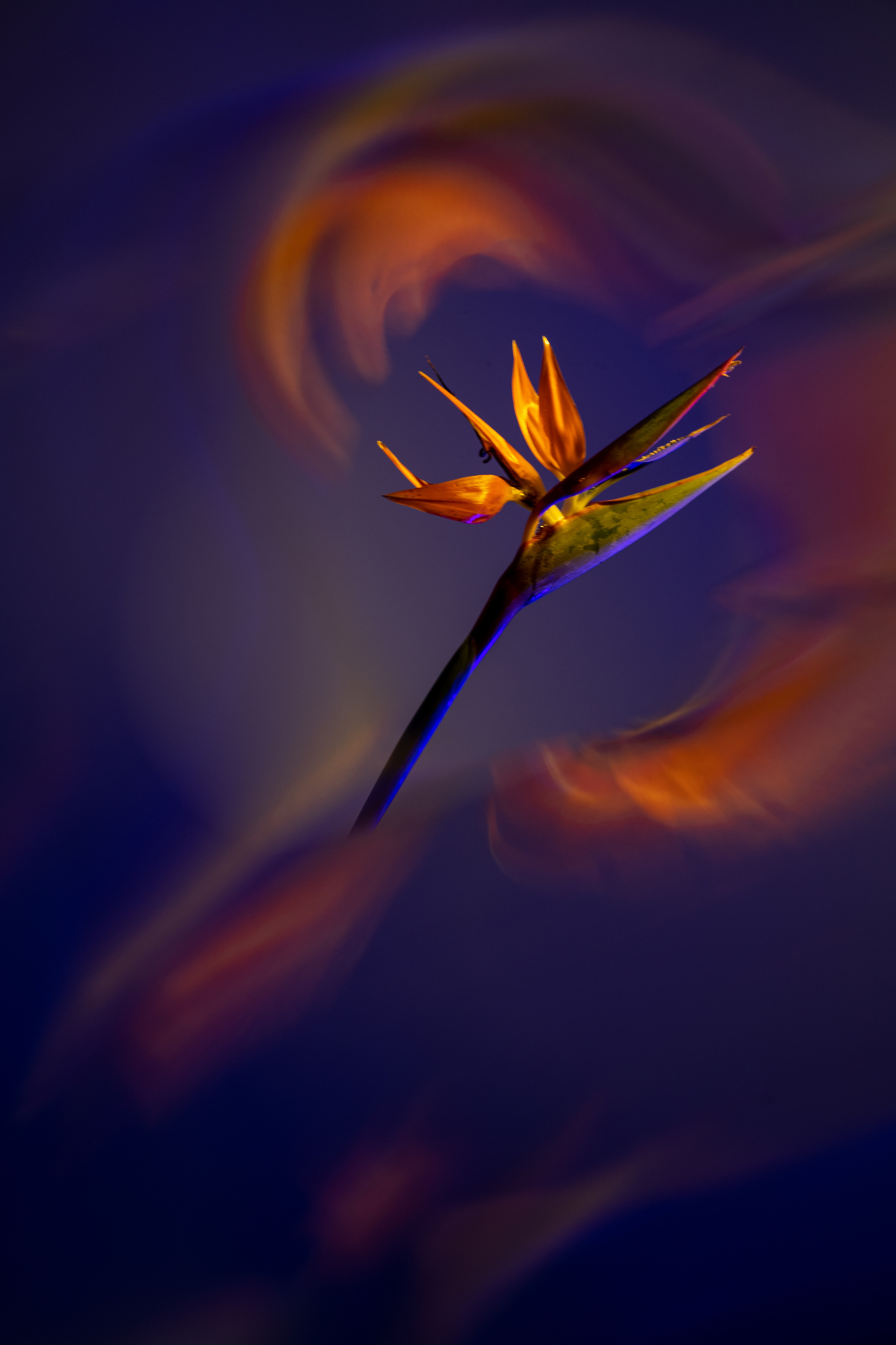 FLOWERS. Anastasiia Antoniuk portrait, family and couple photographer, Portugal