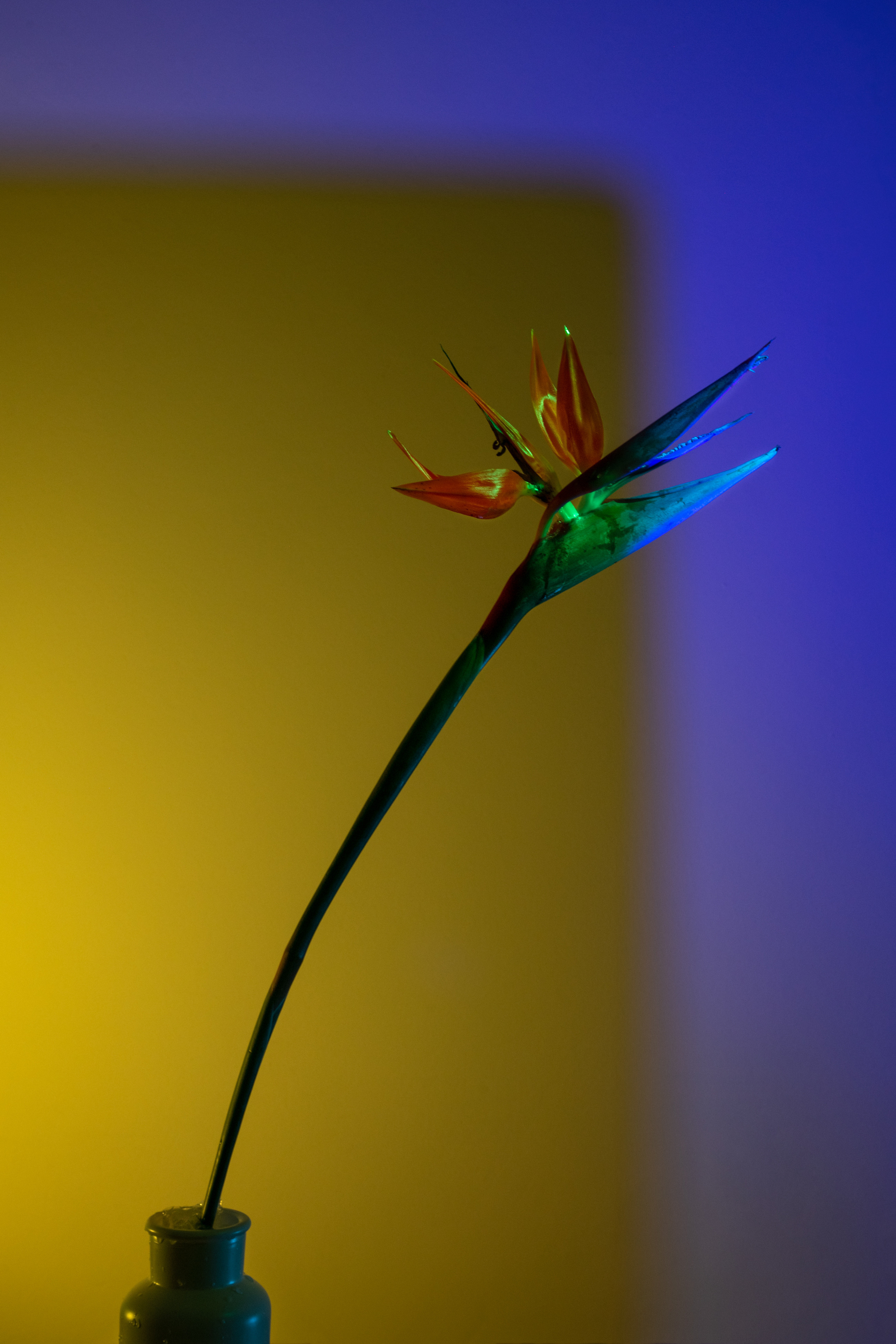 FLOWERS. Anastasiia Antoniuk portrait, family and couple photographer, Portugal