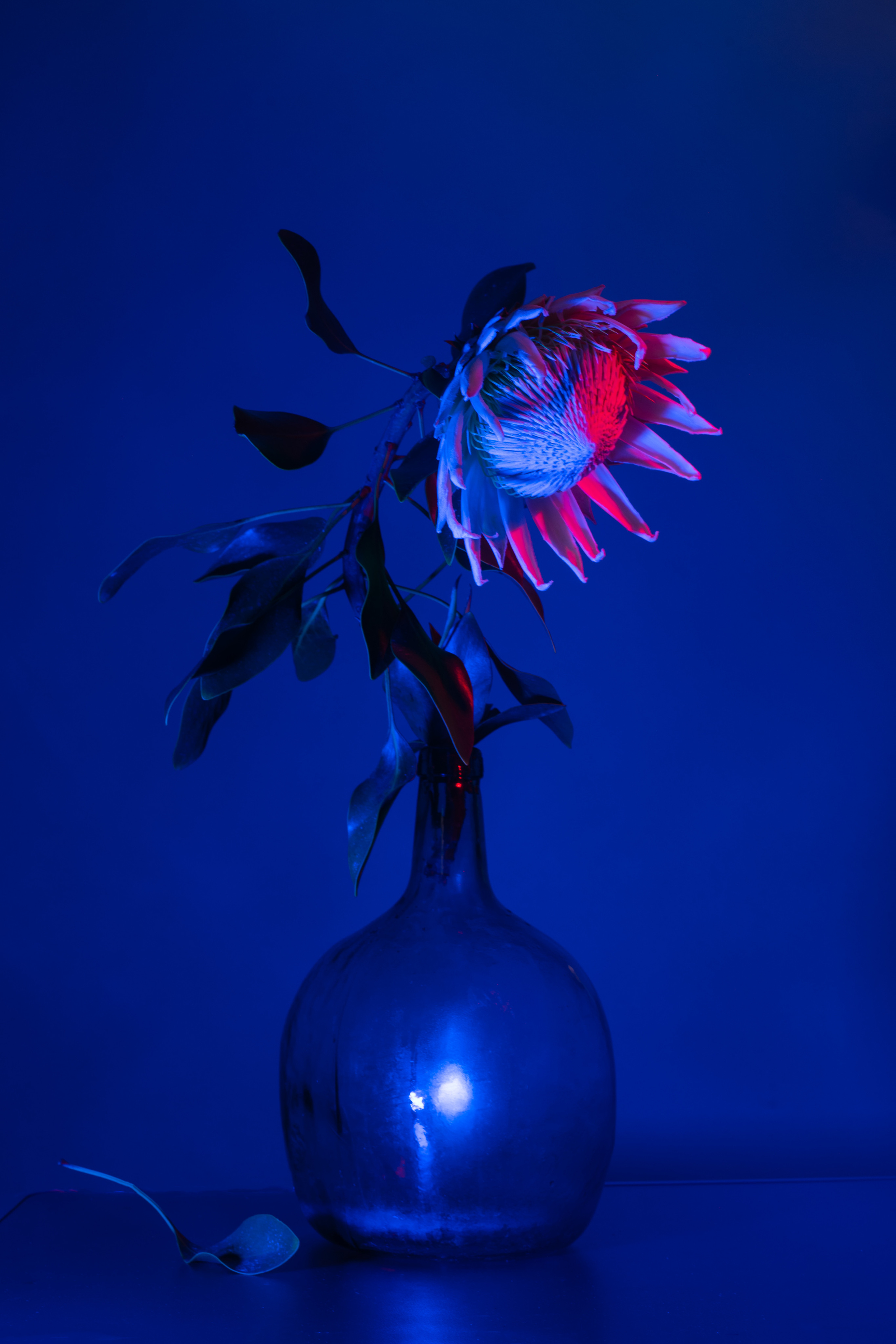 FLOWERS. Anastasiia Antoniuk portrait, family and couple photographer, Portugal