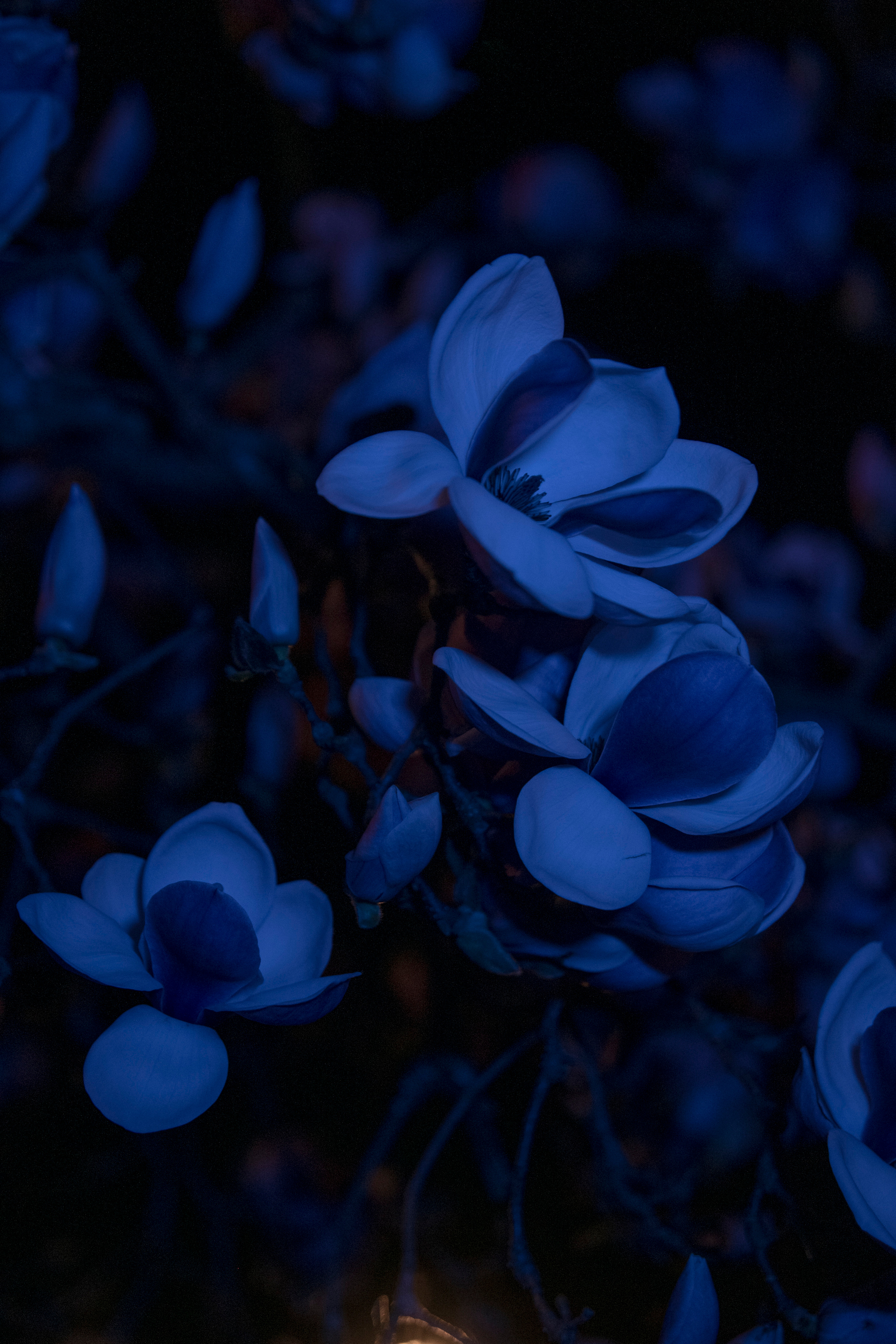 FLOWERS. Anastasiia Antoniuk portrait, family and couple photographer, Portugal