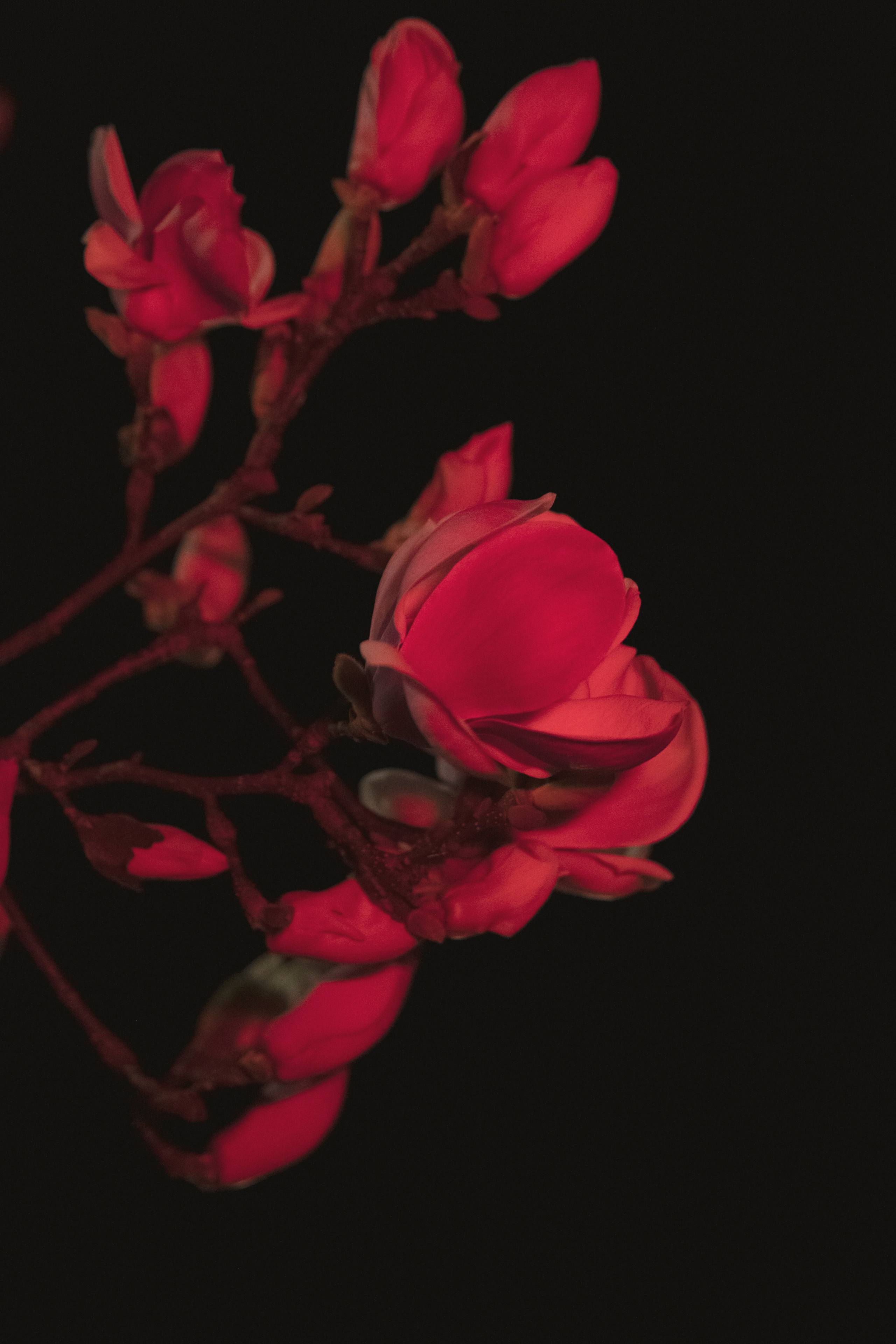 FLOWERS. Anastasiia Antoniuk portrait, family and couple photographer, Portugal