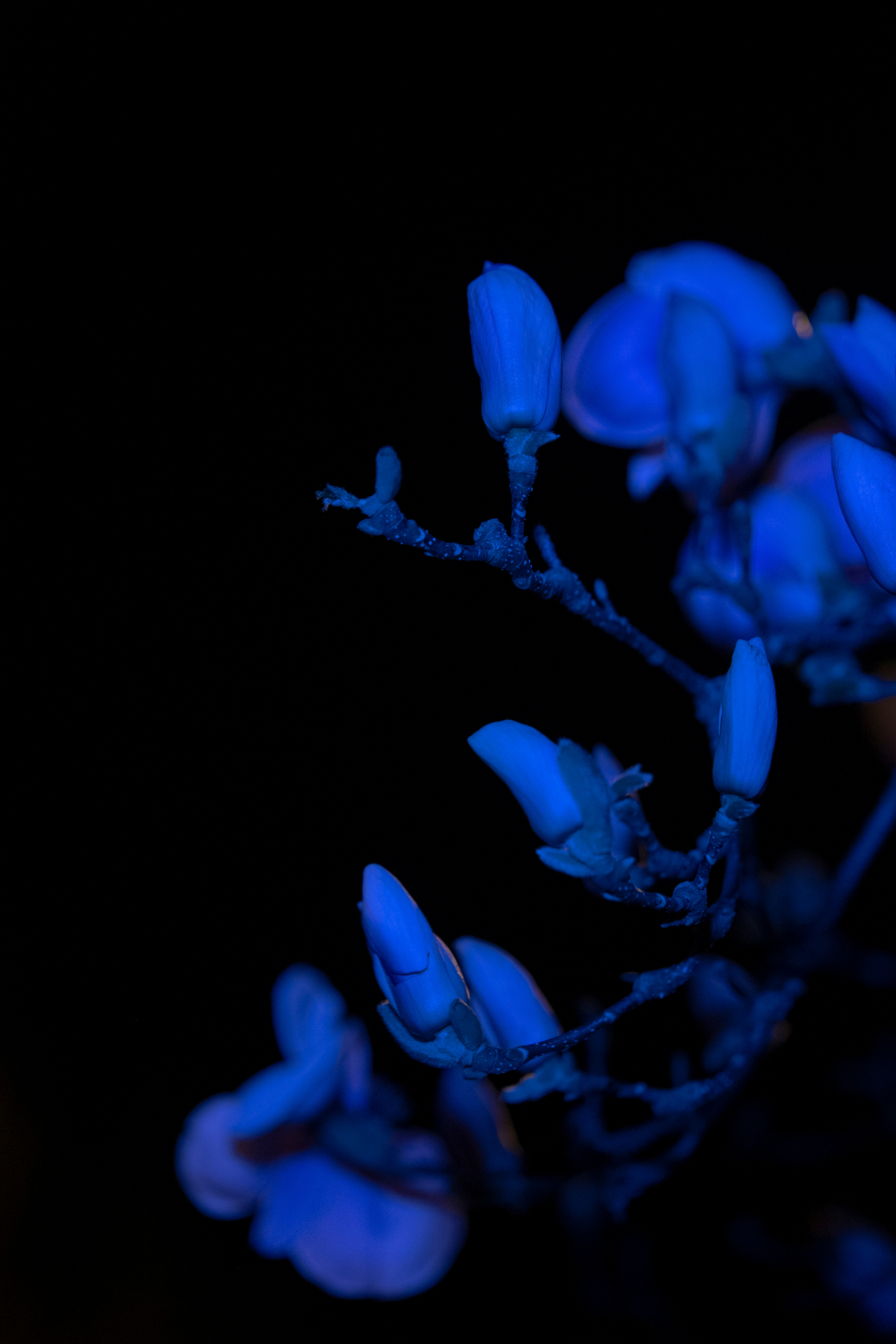 FLOWERS. Anastasiia Antoniuk portrait, family and couple photographer, Portugal