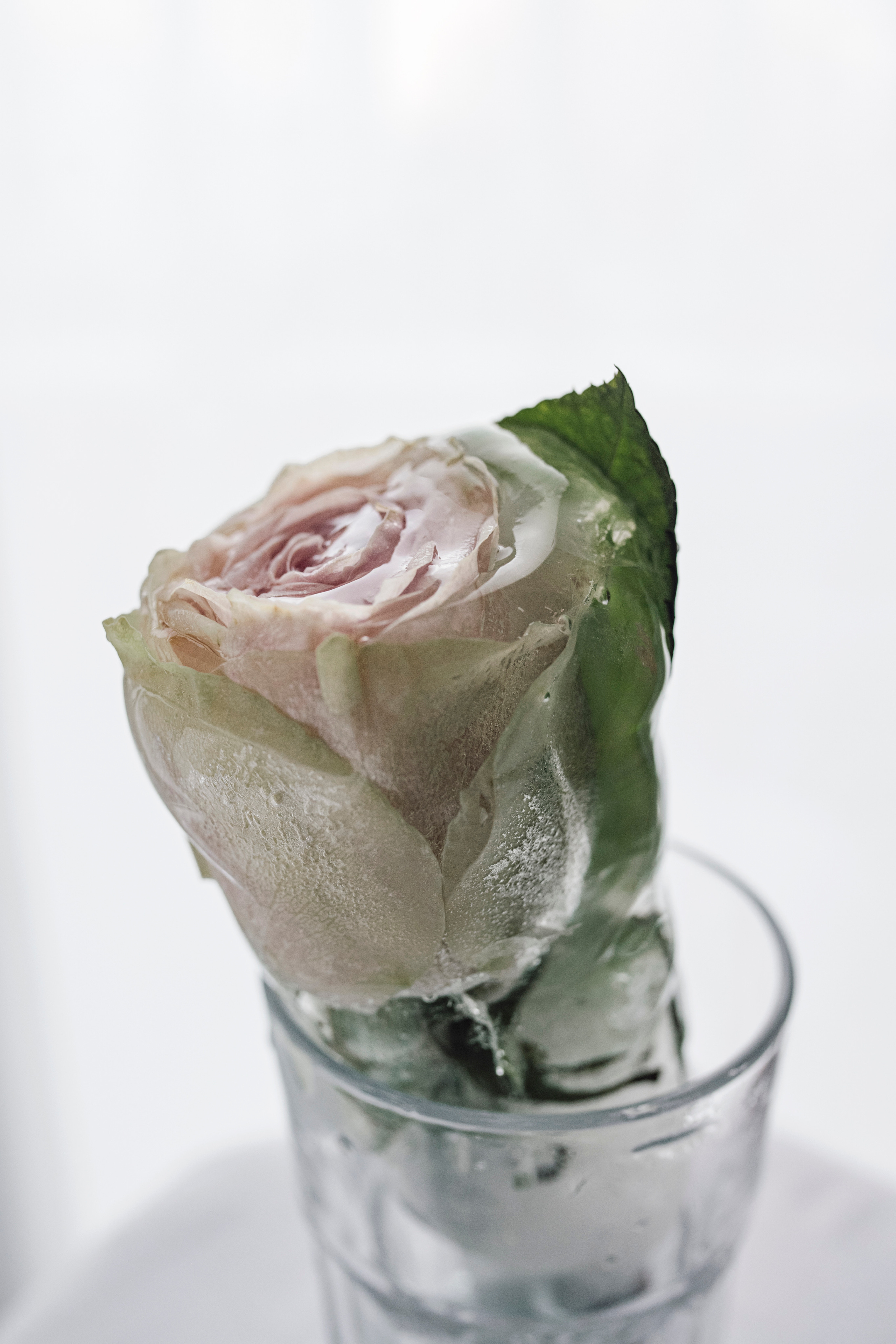 FROZEN NATURE. Anastasiia Antoniuk portrait, family and couple photographer, Portugal