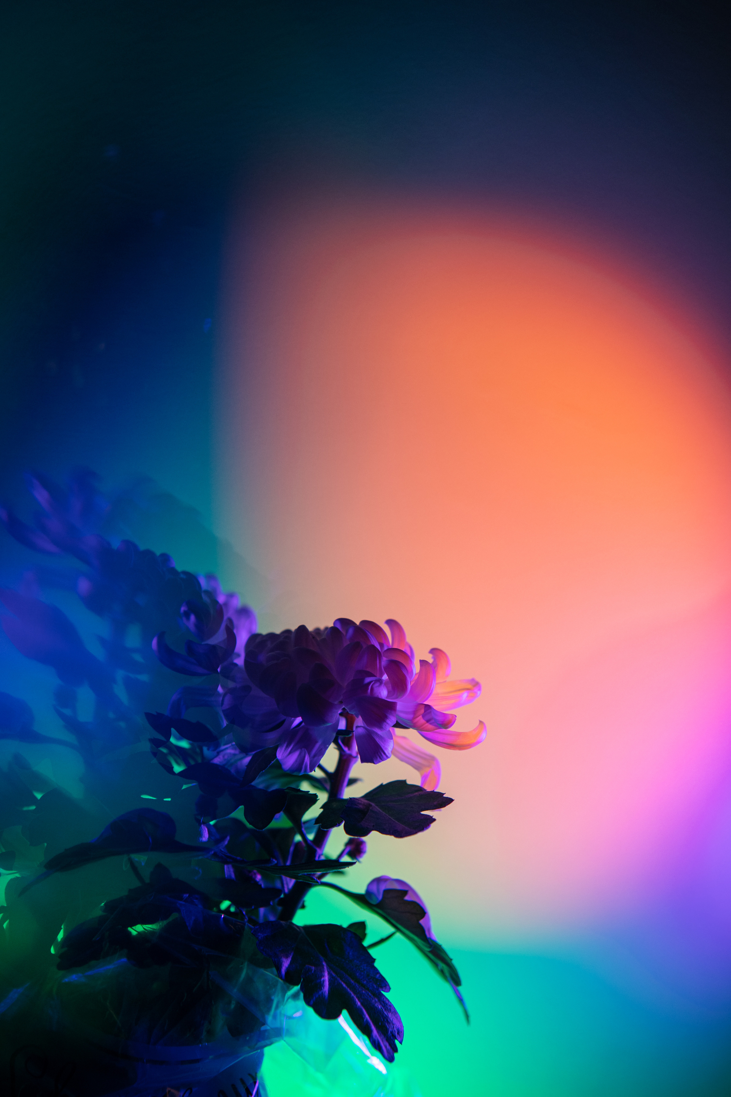 FLOWERS. Anastasiia Antoniuk portrait, family and couple photographer, Portugal