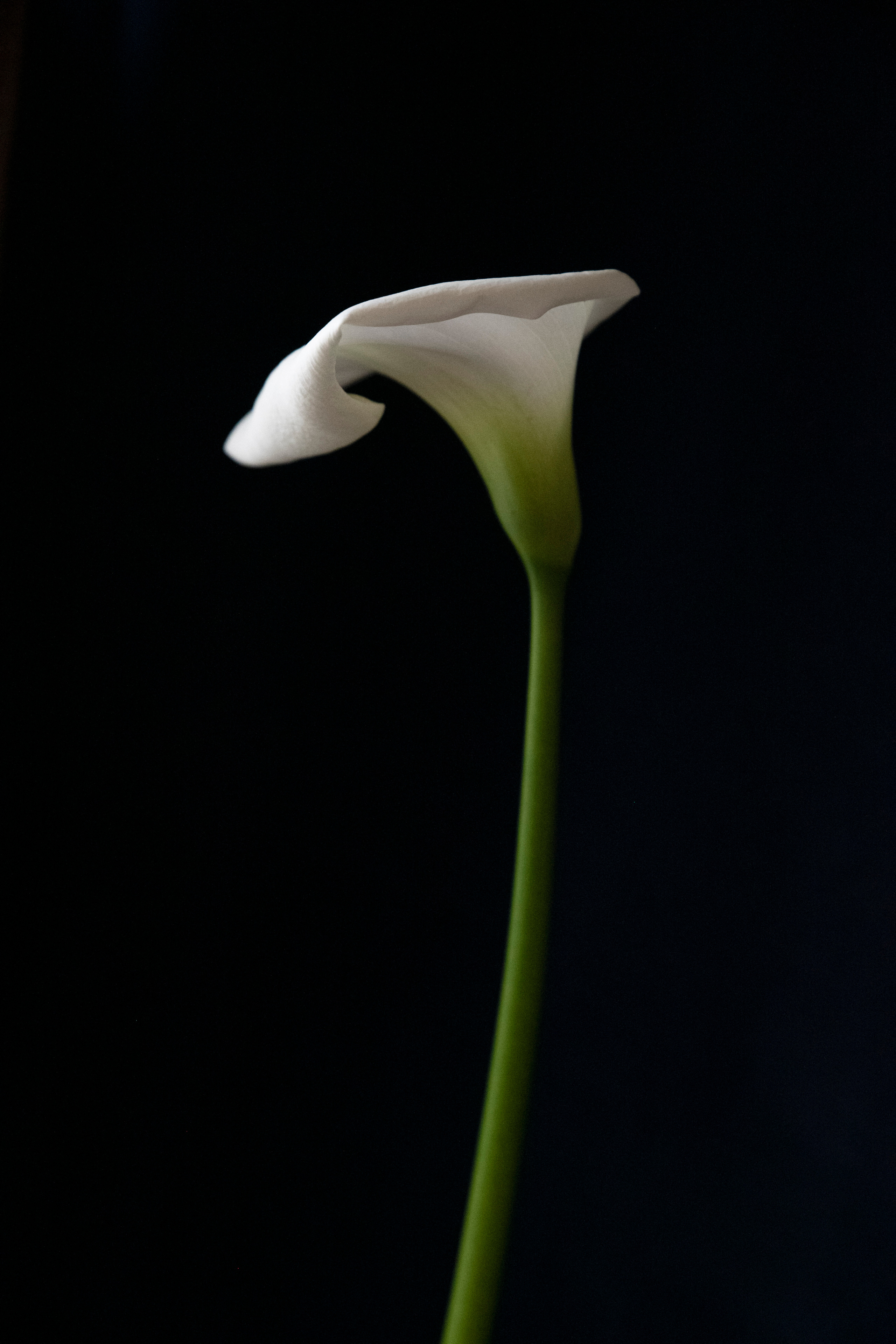 FLOWERS. Anastasiia Antoniuk portrait, family and couple photographer, Portugal