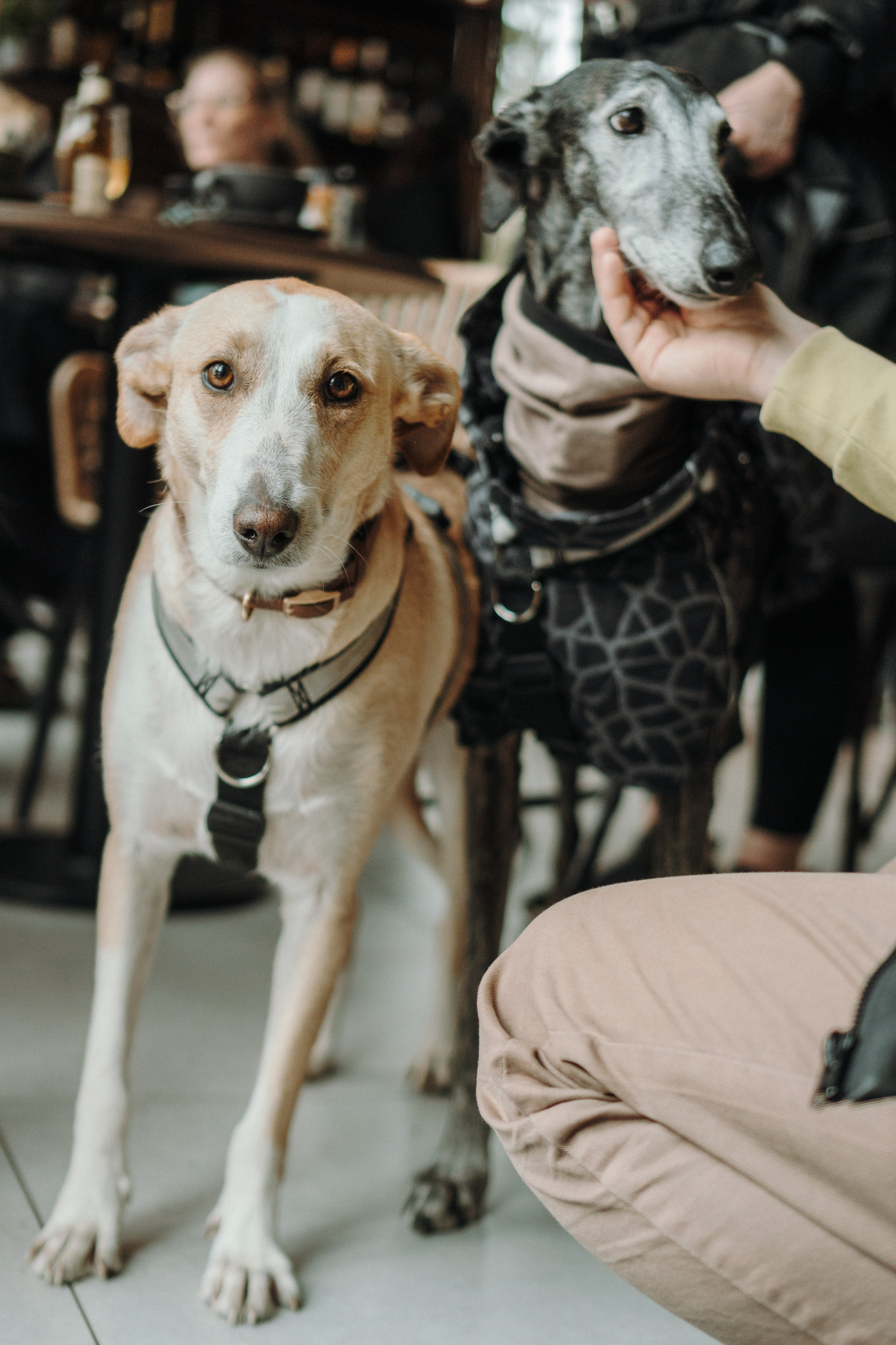 GalgoTreff / Mia Pagar 1 may, 2025. Kat Laisaar — Pet photographer in Tallinn