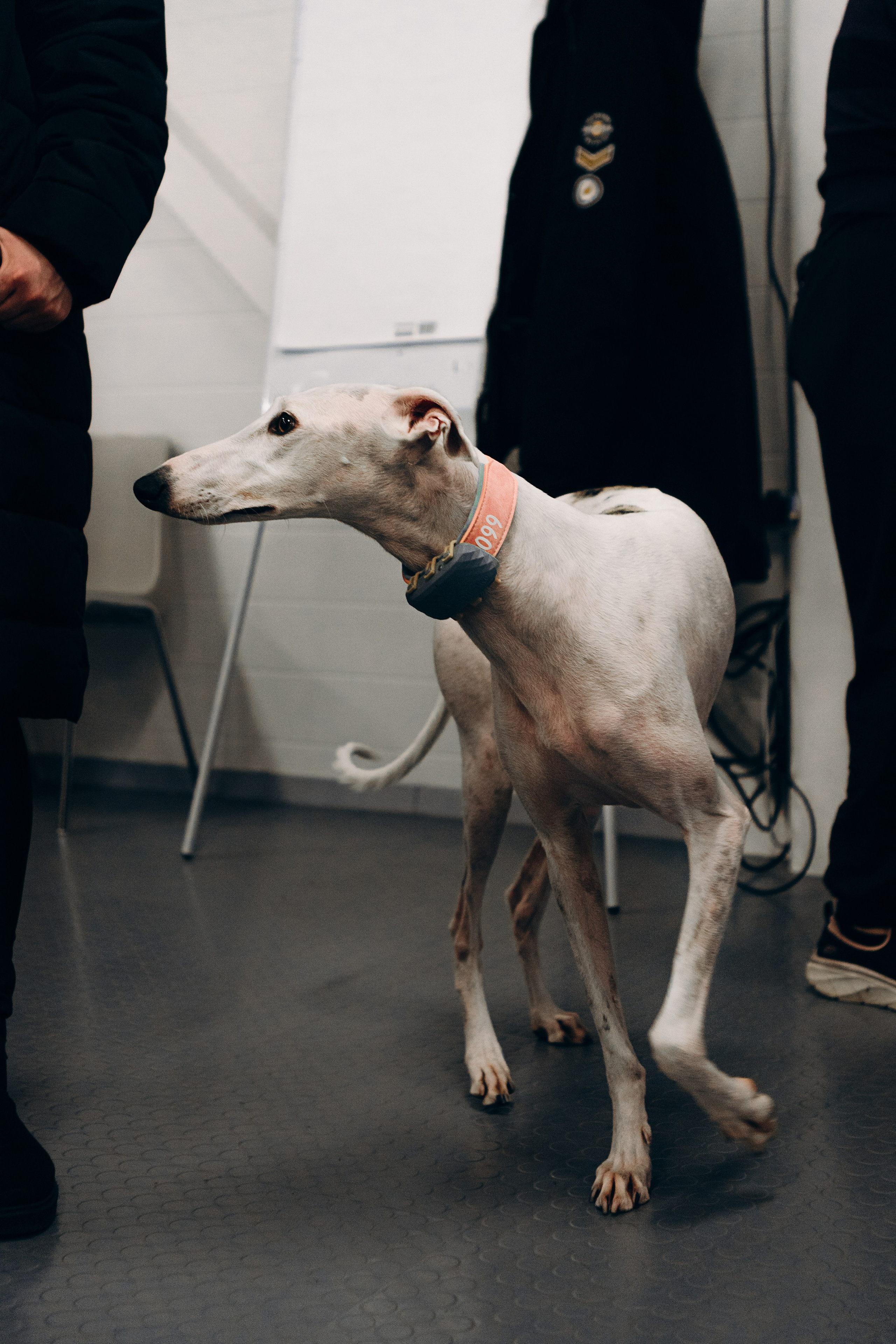 Galgotreff, 9 feb. 2025. Kat Laisaar — Pet photographer in Tallinn