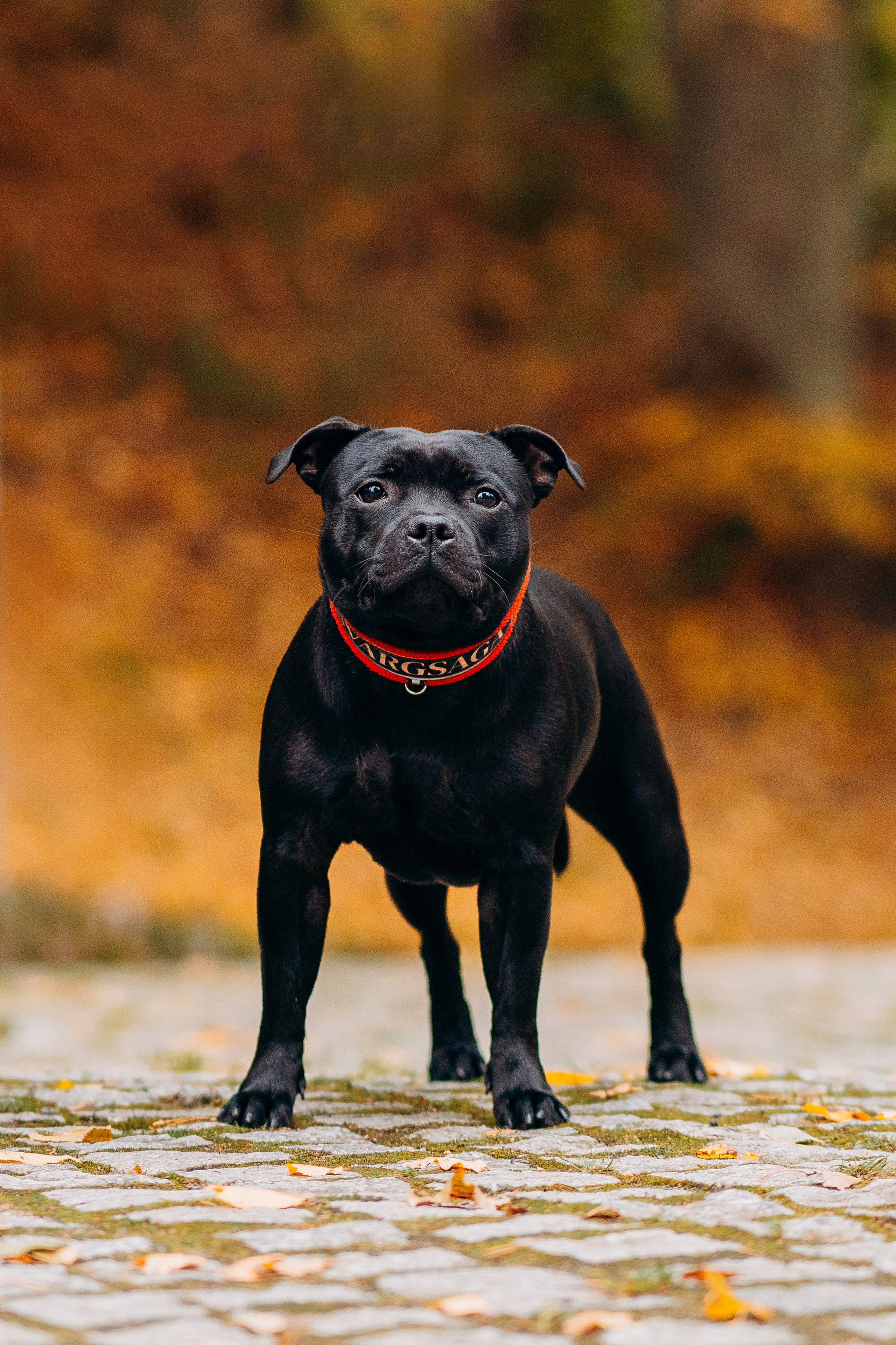 Staffordshire Bull Terriers Meetup. Kat Laisaar — Pet photographer in Tallinn
