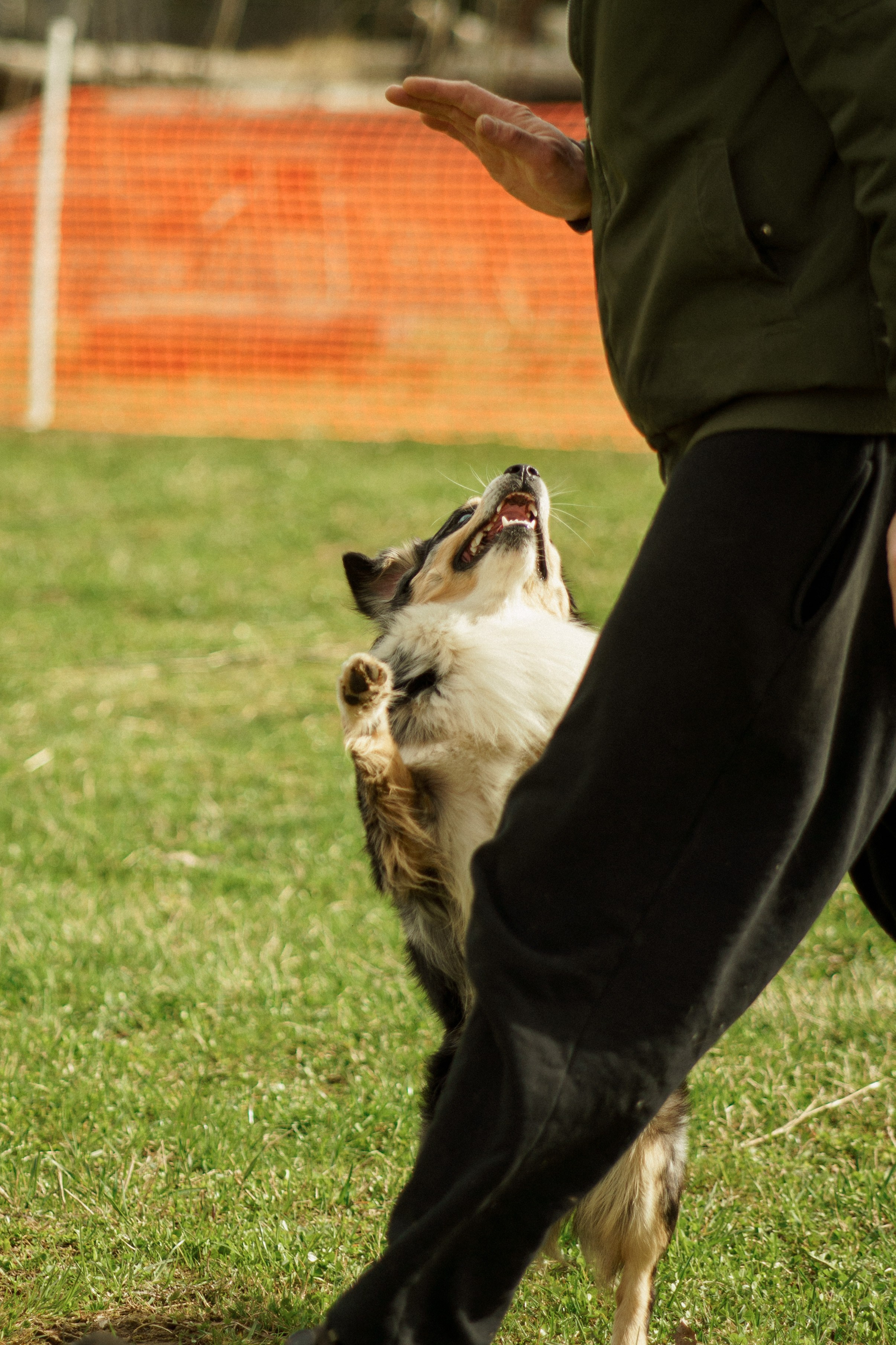 Herding Days, 26 apr. 2025. Kat Laisaar — Pet photographer in Tallinn