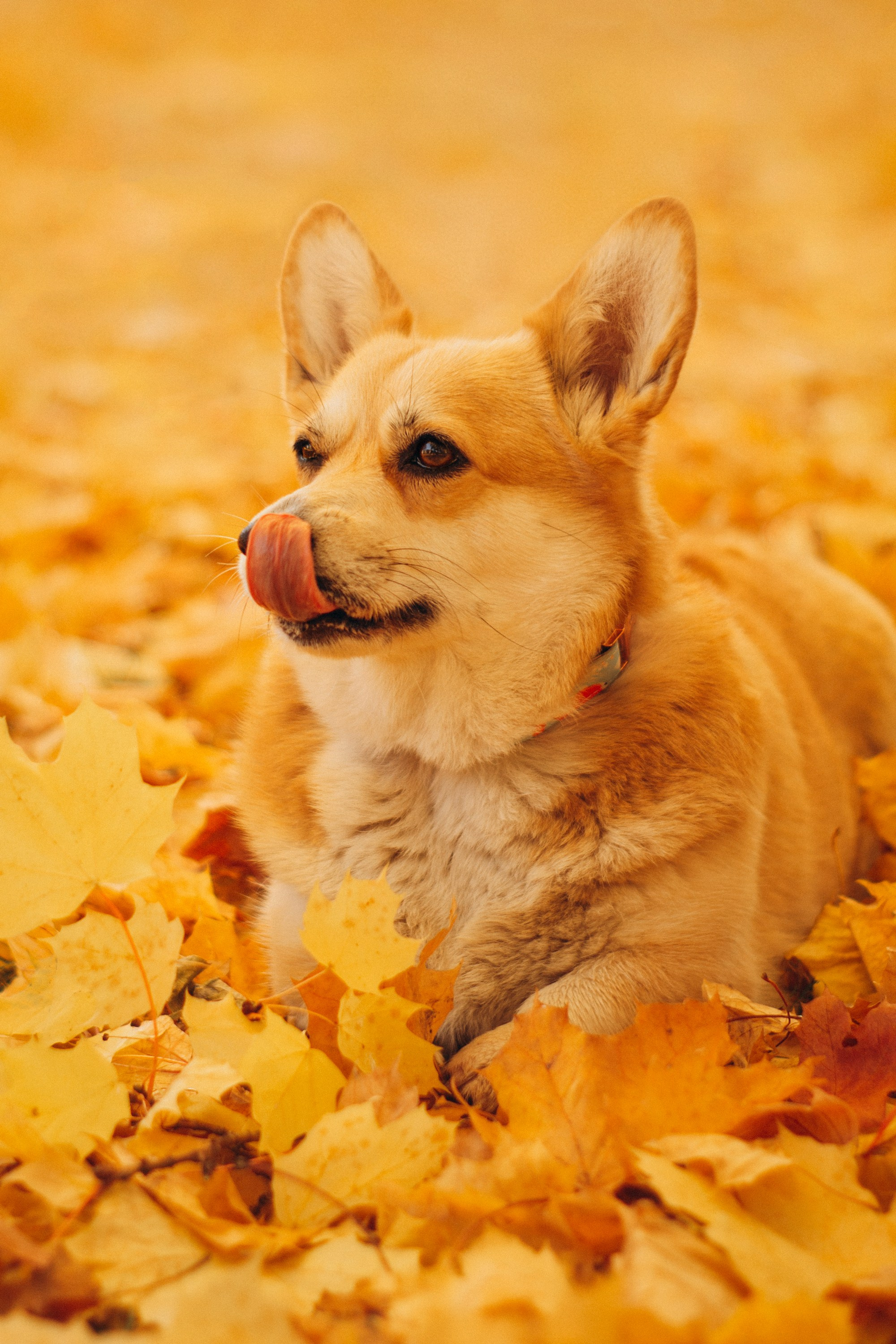 Irina and her Teffy, Pembroke Welsh Corgi. Kat Laisaar — Pet photographer in Tallinn