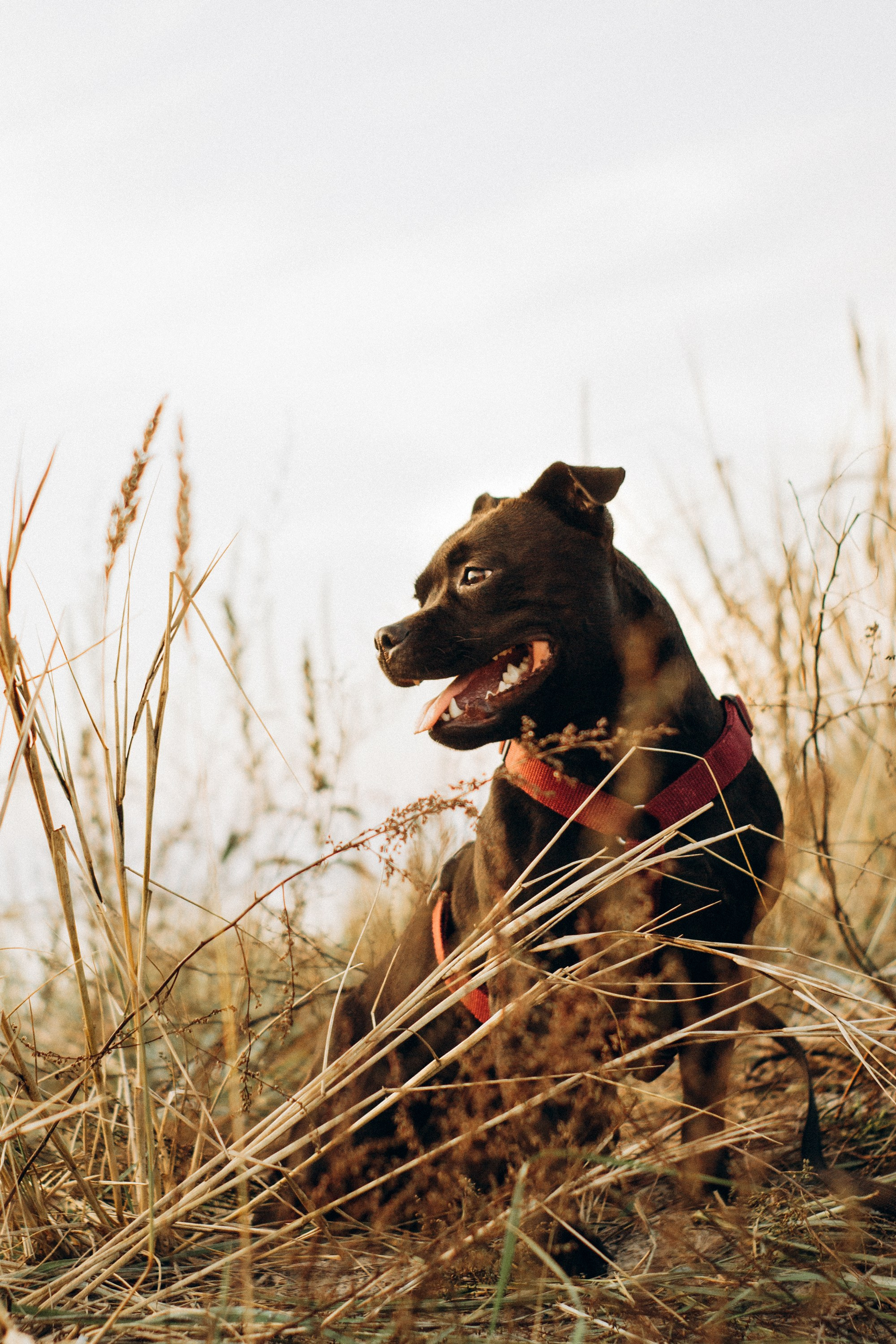 Severa and Barracuda, Staffordshire Bull Terriers. Kat Laisaar — Pet photographer in Tallinn