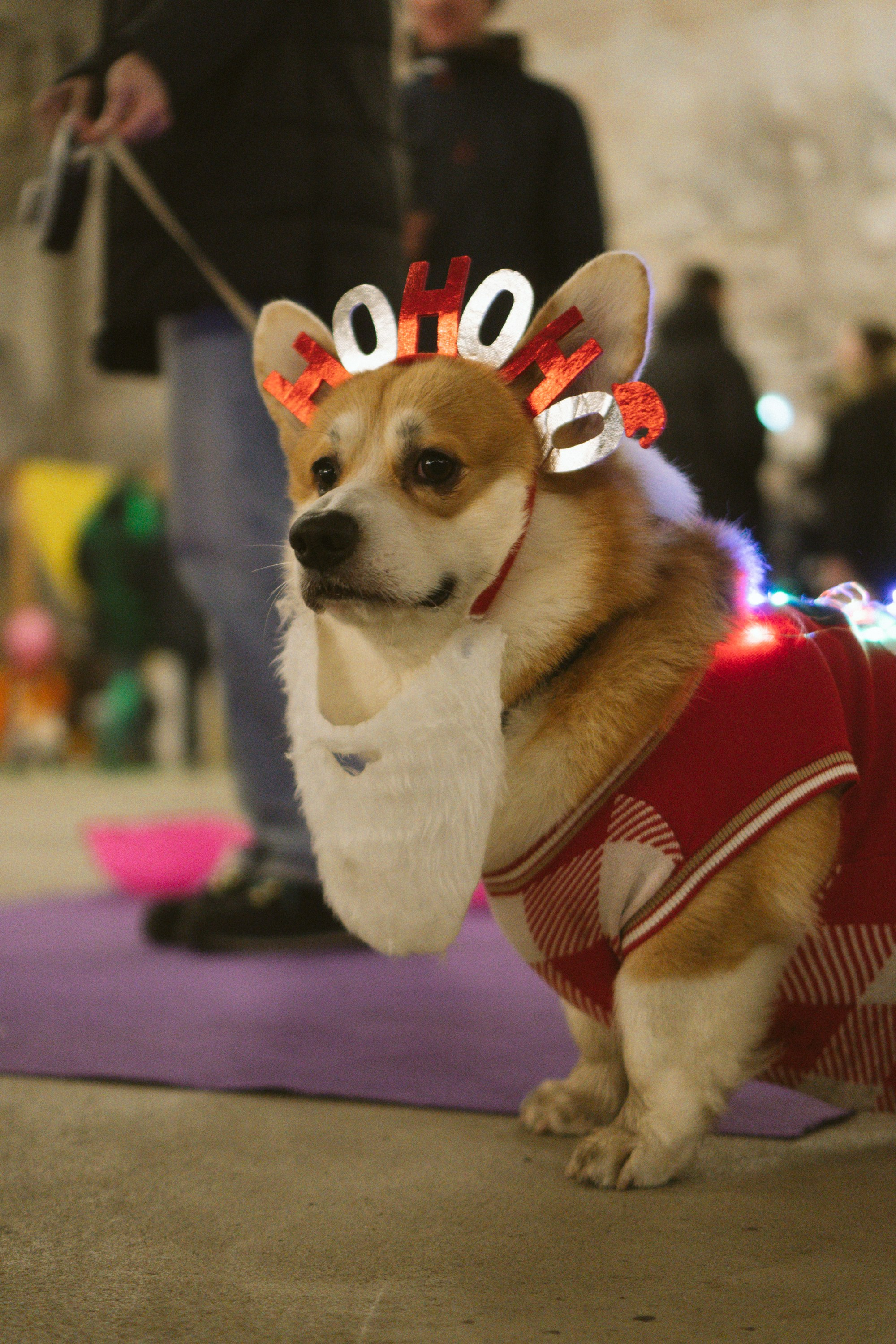 Corgi Fest, Christmas edition. Kat Laisaar — Pet photographer in Tallinn