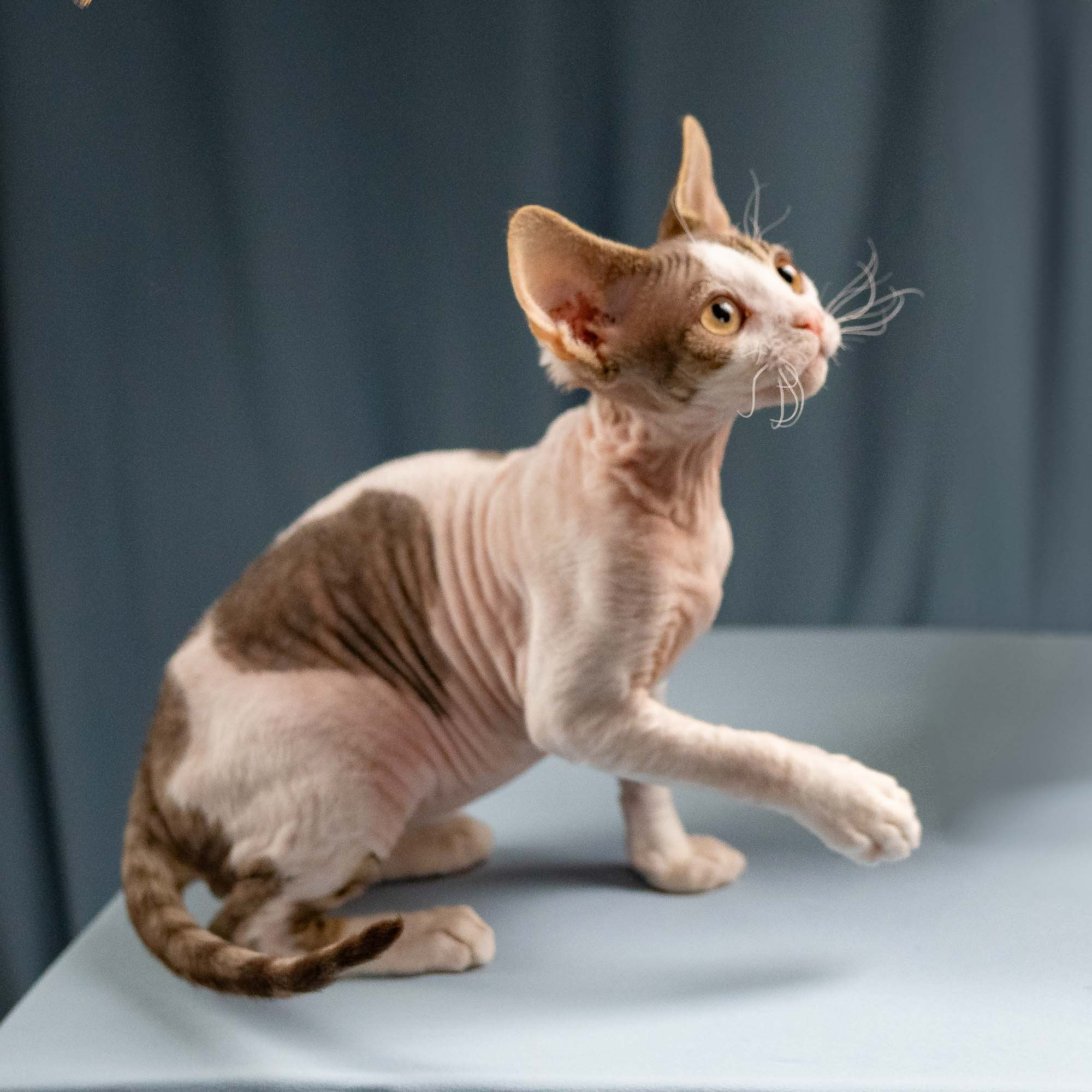 Hermes, boy, born 04.20.25. Devon Rex Pixie Cattery