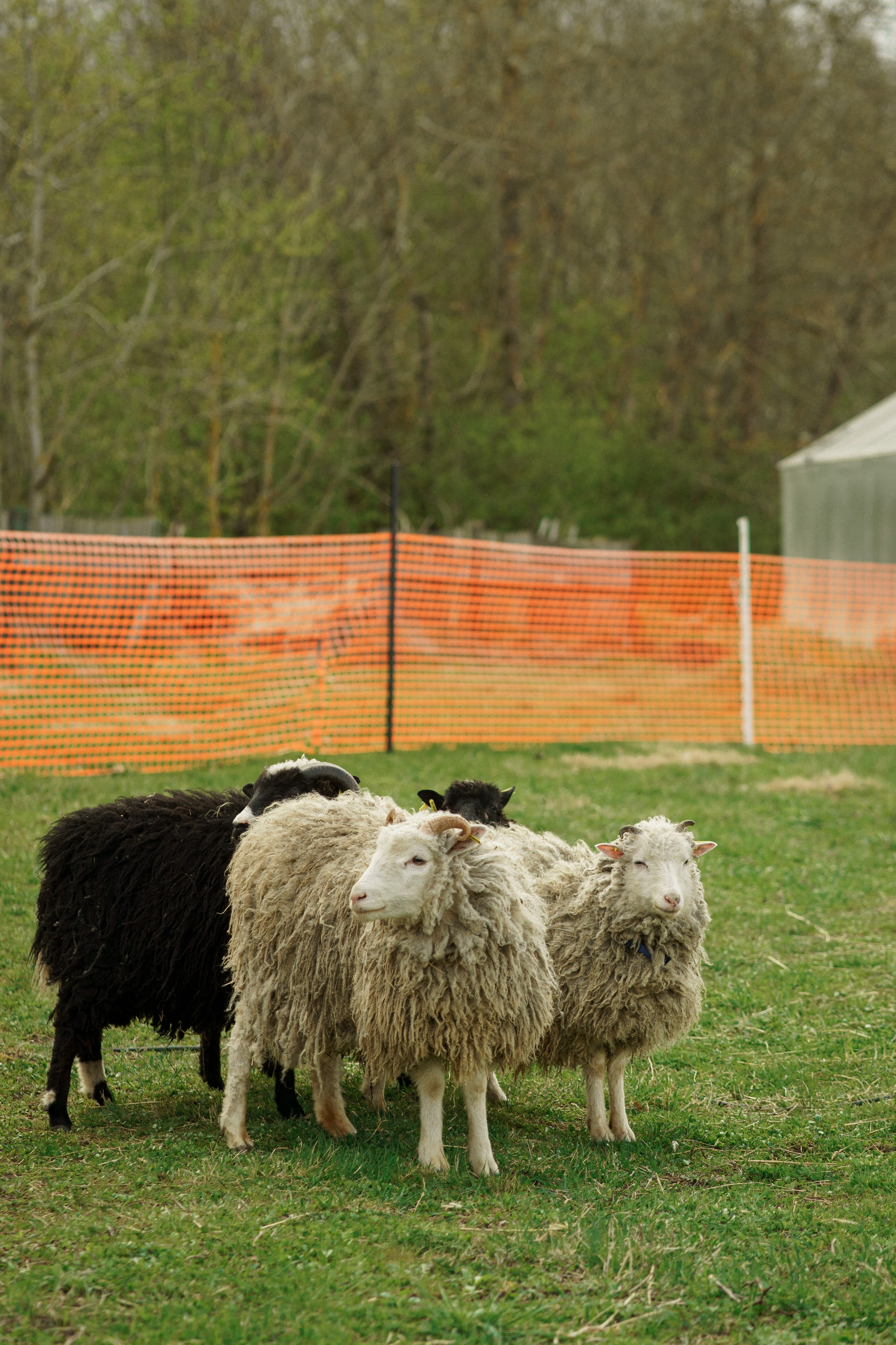 Herding Days, 26 apr. 2025. Kat Laisaar — Pet photographer in Tallinn