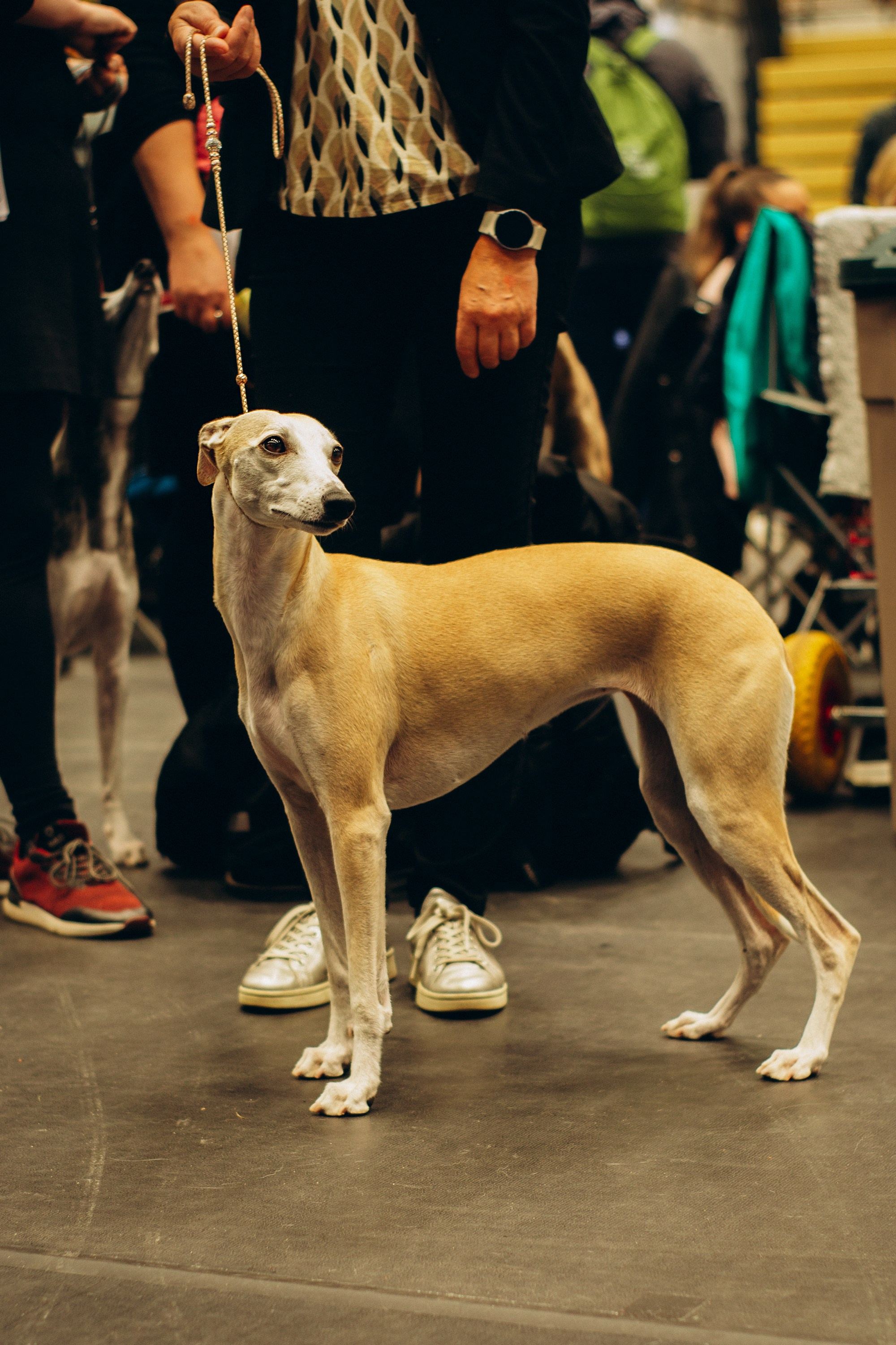 Rakvere Dog Show. Kat Laisaar — Pet photographer in Tallinn