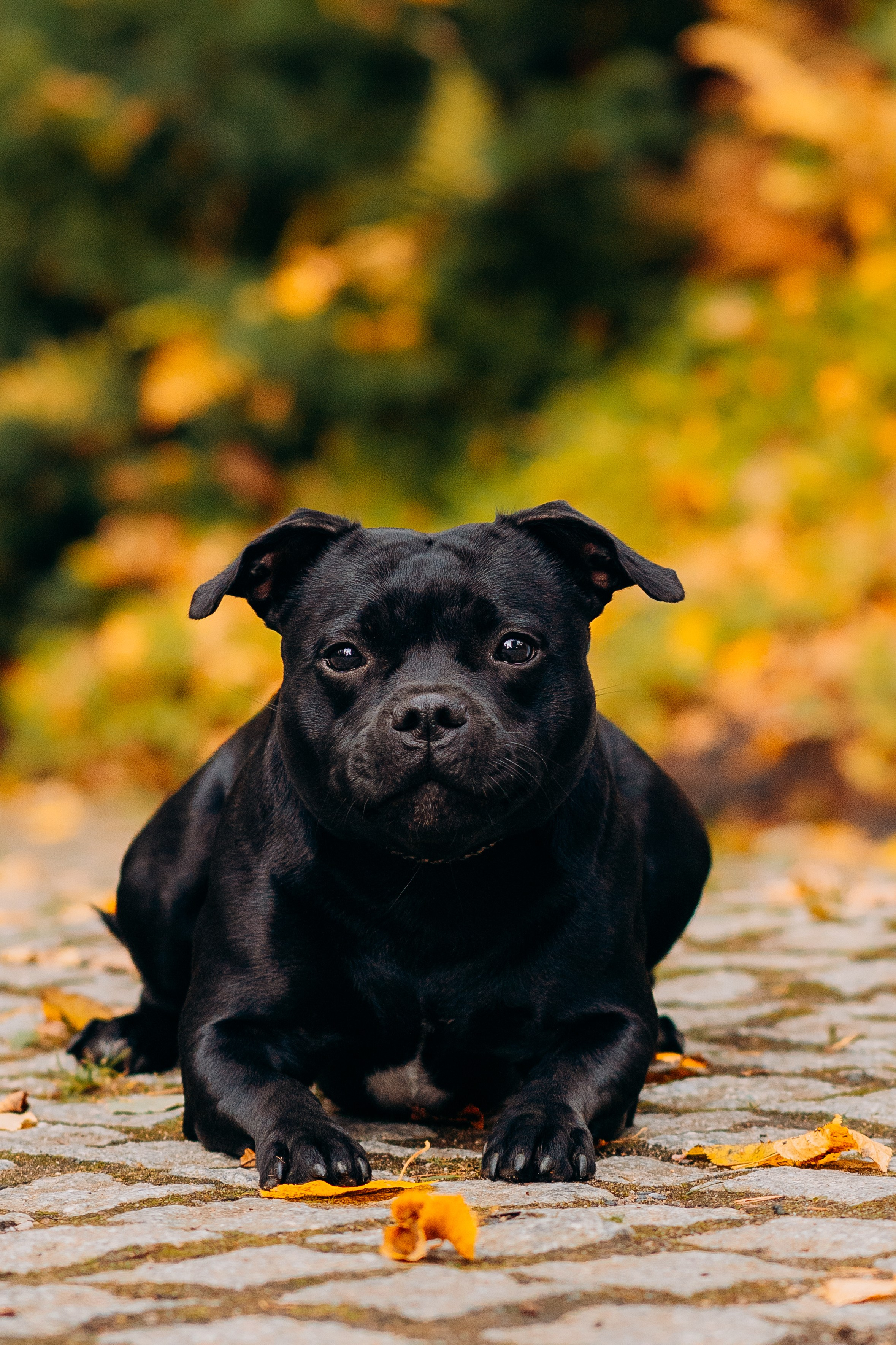 Staffordshire Bull Terriers Meetup. Kat Laisaar — Pet photographer in Tallinn