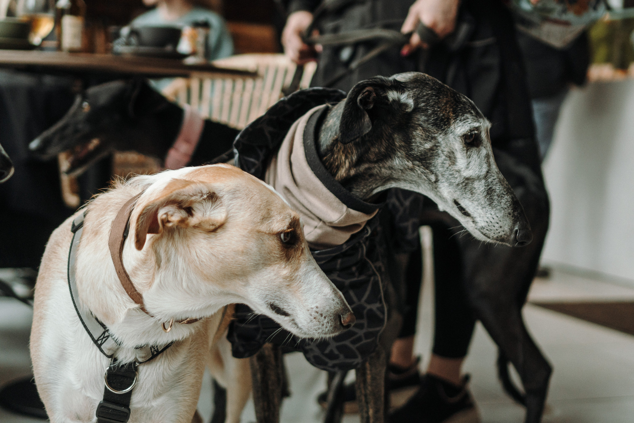 GalgoTreff / Mia Pagar 1 may, 2025. Kat Laisaar — Pet photographer in Tallinn