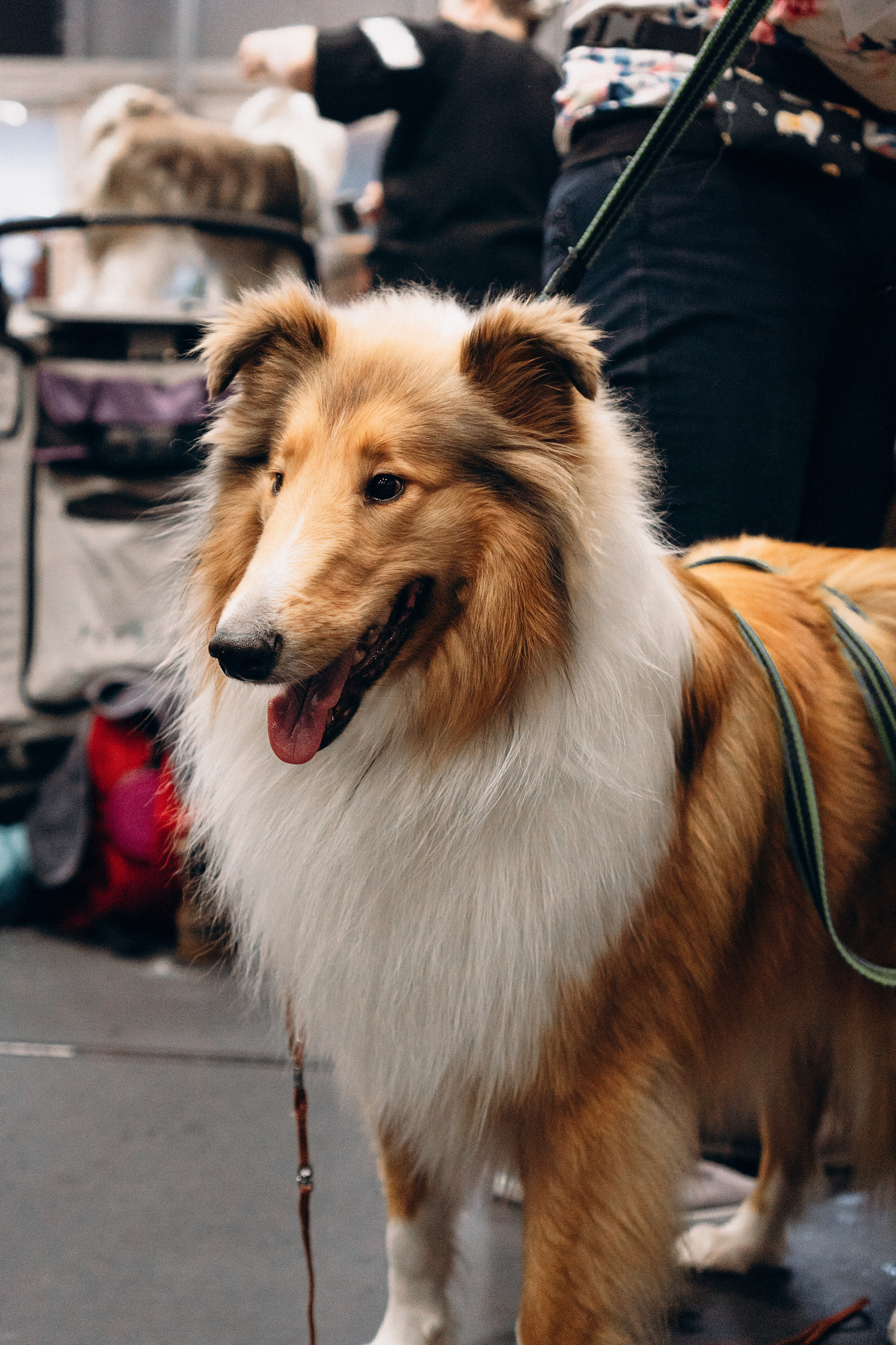 Pärnu dog weekend photo report. Kat Laisaar — Pet photographer in Tallinn