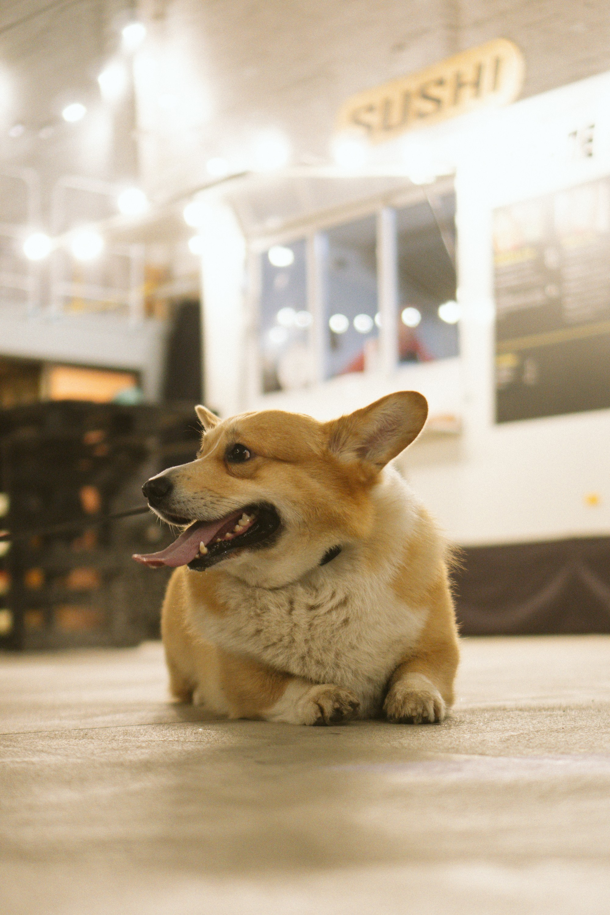 Corgi Fest, Christmas edition. Kat Laisaar — Pet photographer in Tallinn