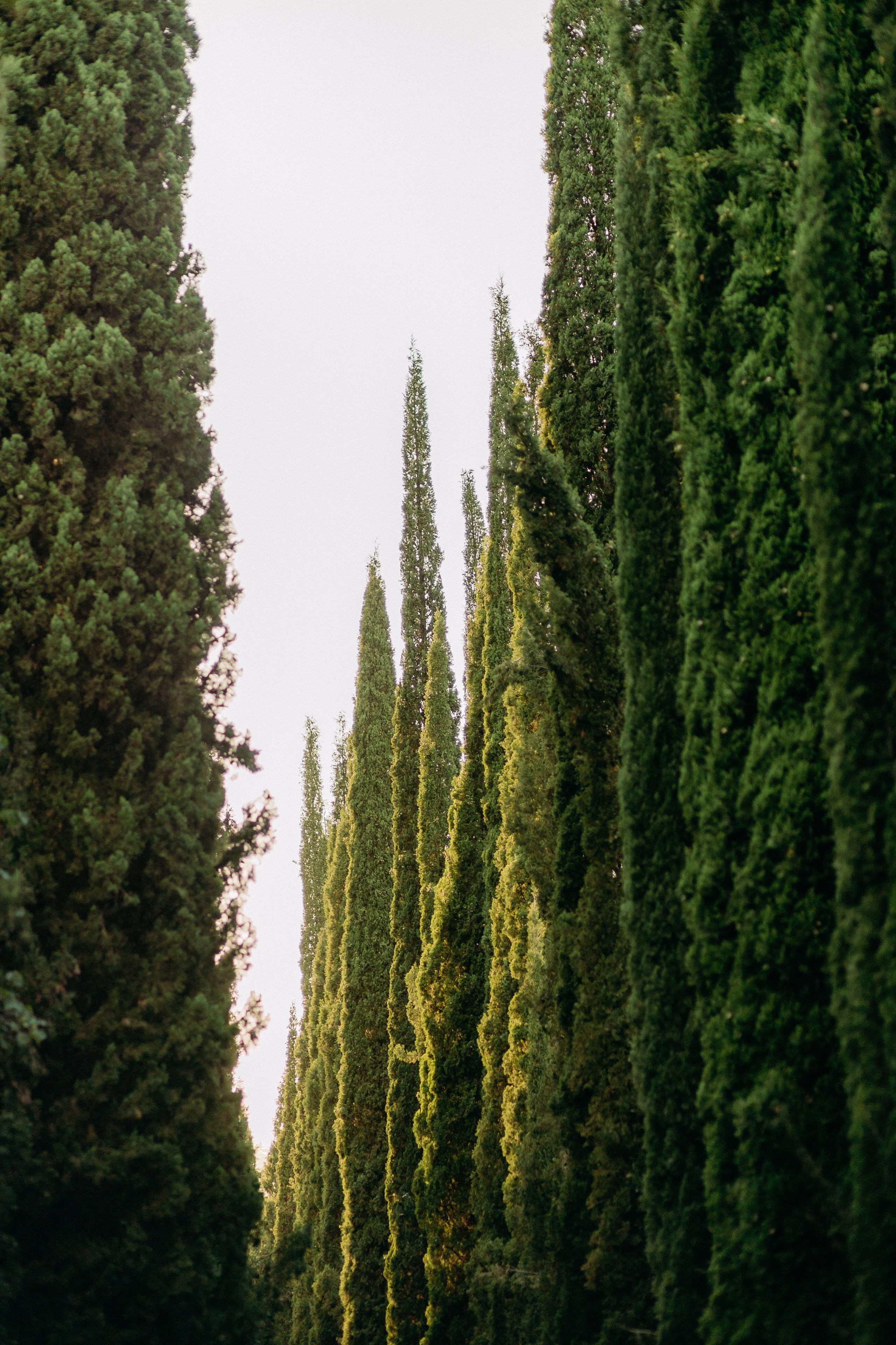 Botanical Garden/Ботанический сад. Photographer Anna Nazarenko