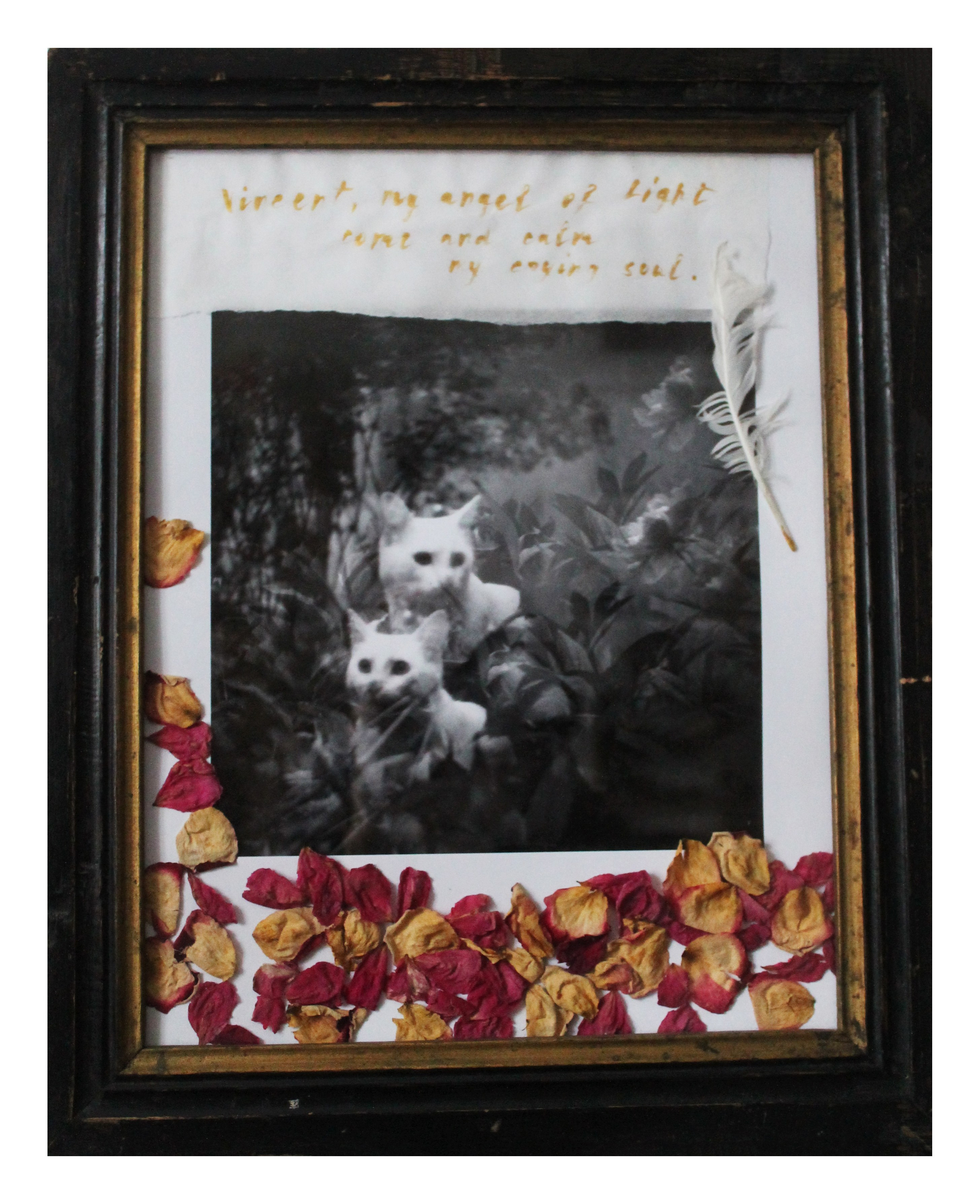 Cat Caravan. Natalia Parfenova visual artist film photographer