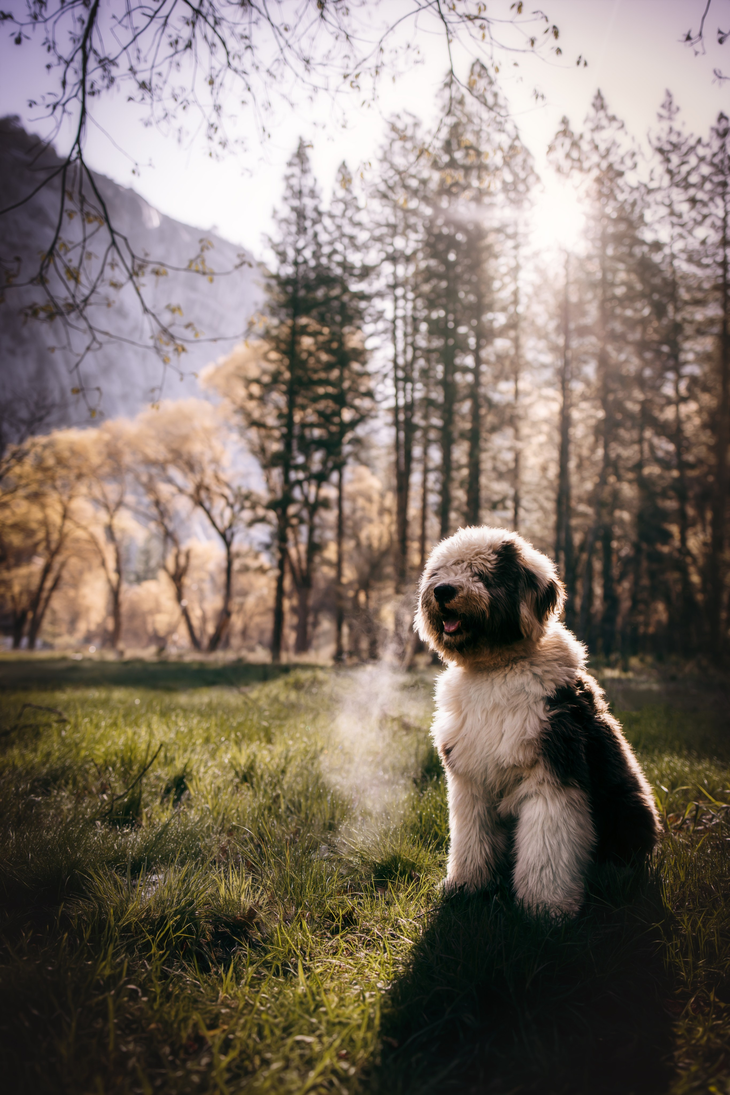 Pet Photographer Viktoriya Aleshenko