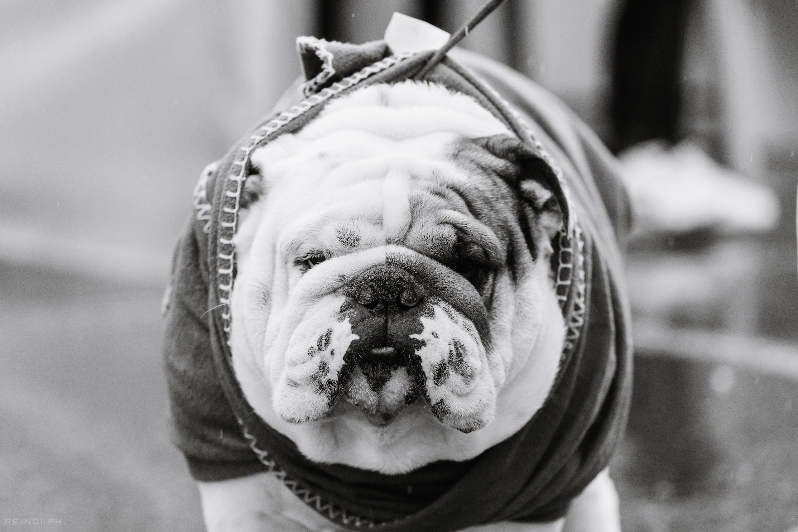 Rainy dog show in Grodno. Kaja | fotograf we Wrocławiu | ludzie i psy