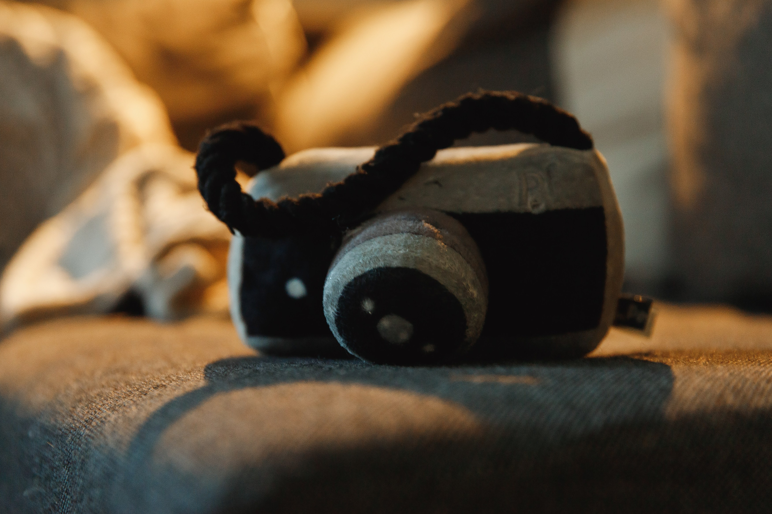 Fotografia psów Wrocław. Kaja | fotograf we Wrocławiu | ludzie i psy