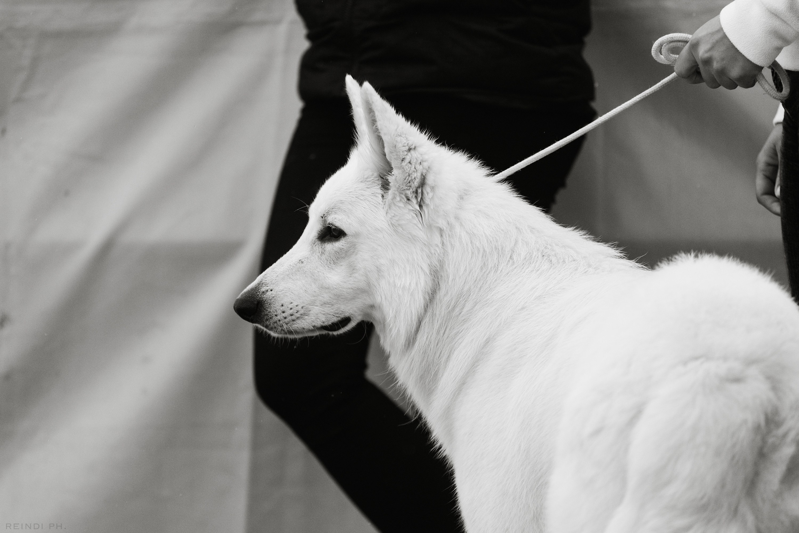 Rainy dog show in Grodno. Kaja | fotograf we Wrocławiu | ludzie i psy