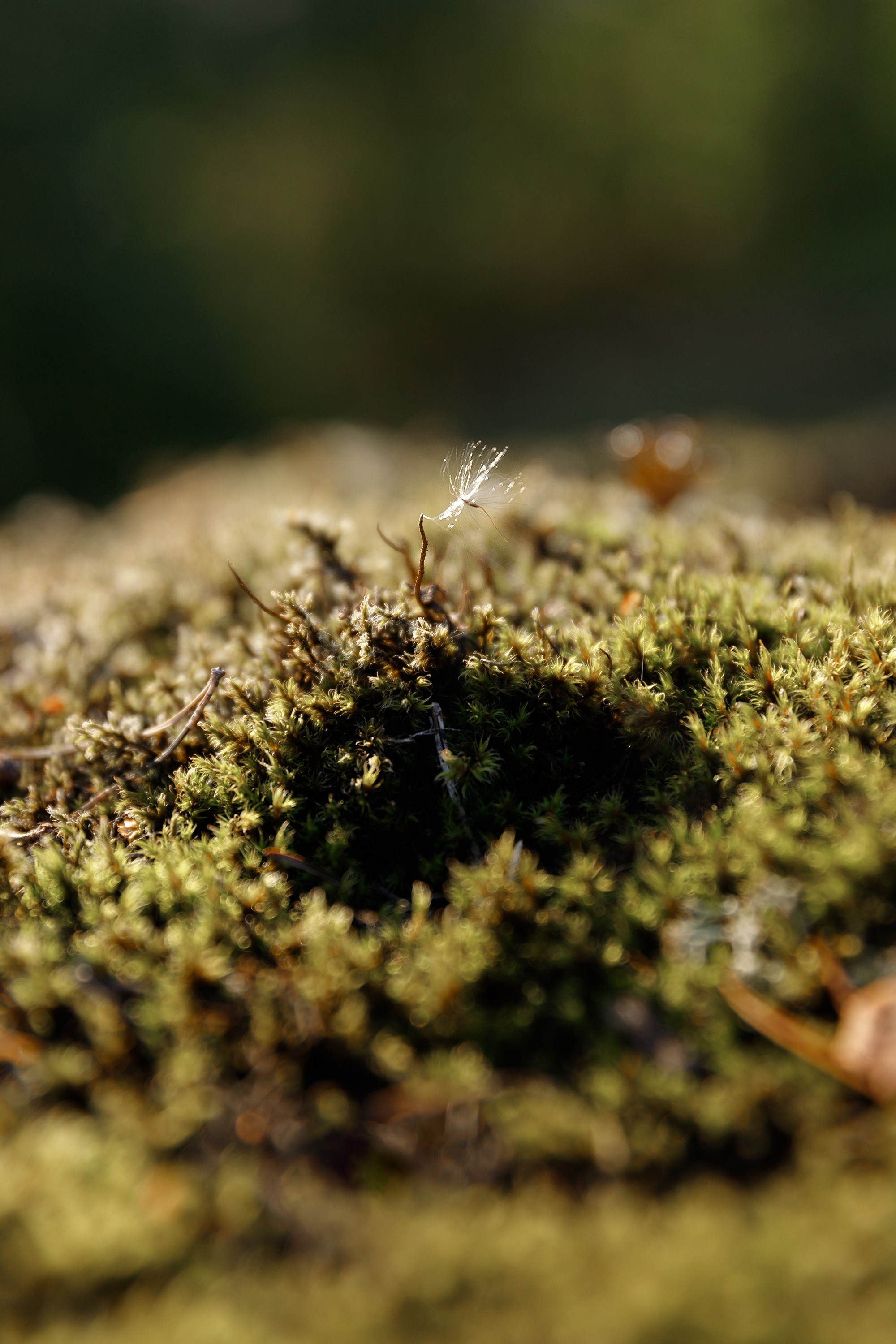 Turku. Kaja | fotograf psów we Wrocławiu
