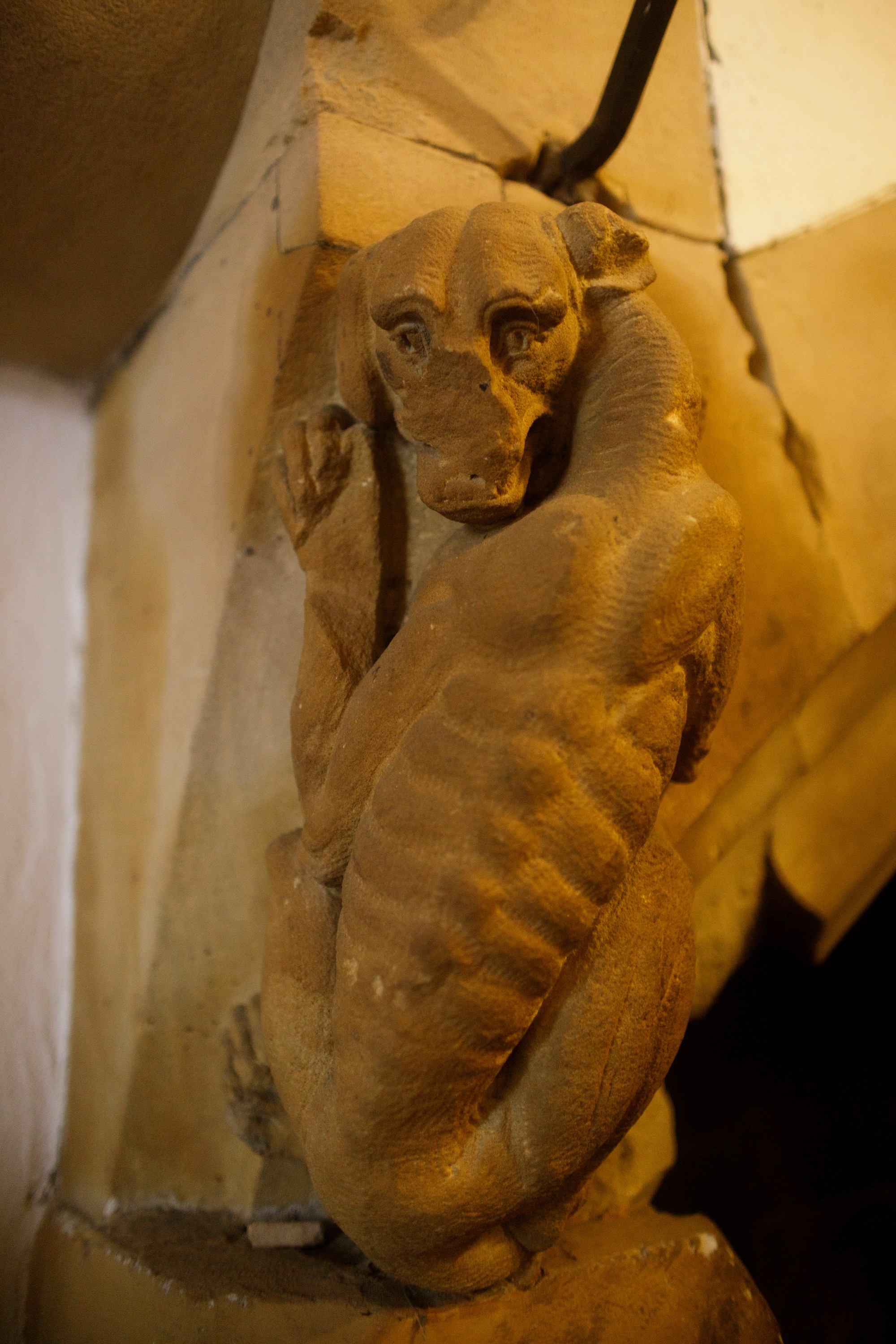 Zamek Grodziec. Kaja | fotograf psów we Wrocławiu