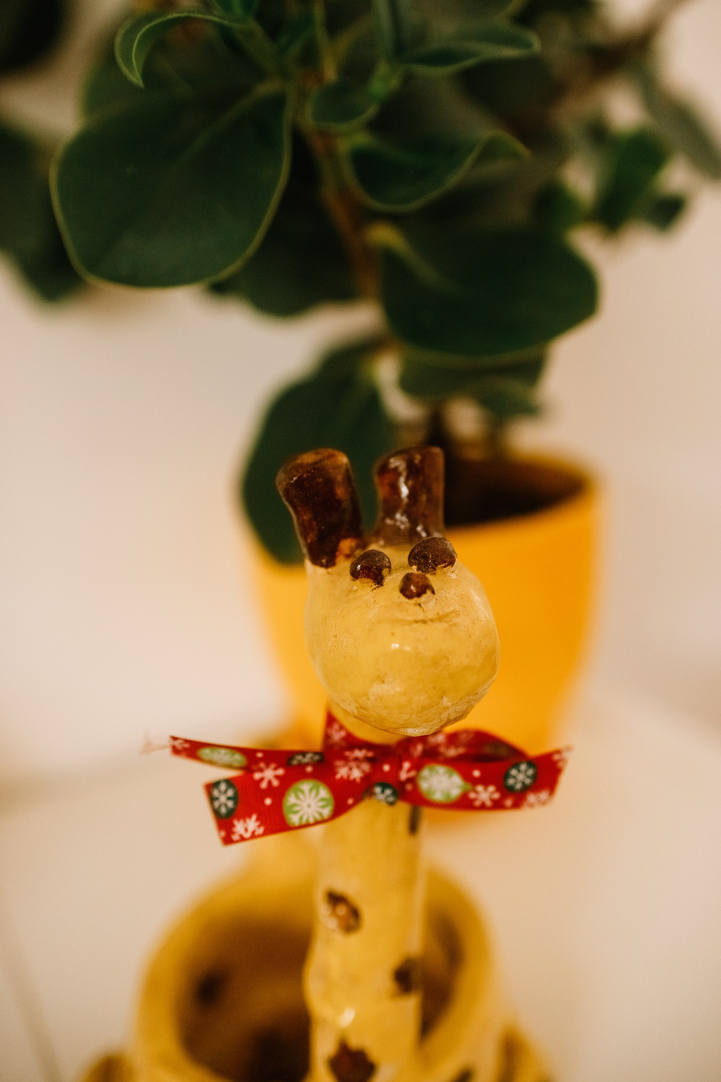 Małgorzata | business portrait. Kaja | fotograf we Wrocławiu | ludzie i psy