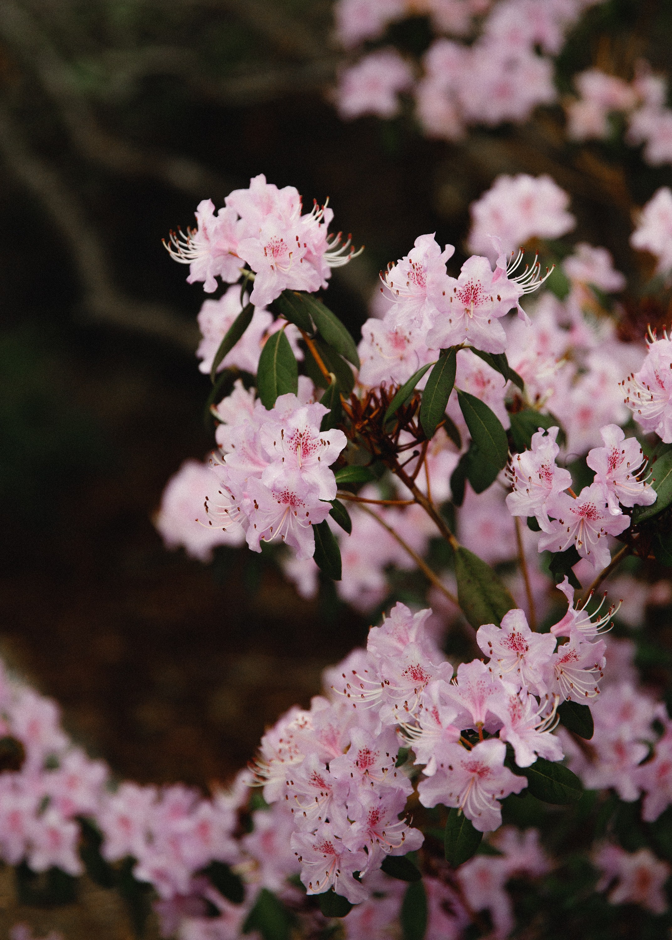 Botanical garden in Wroclaw. Kaja | fotograf we Wrocławiu | ludzie i psy
