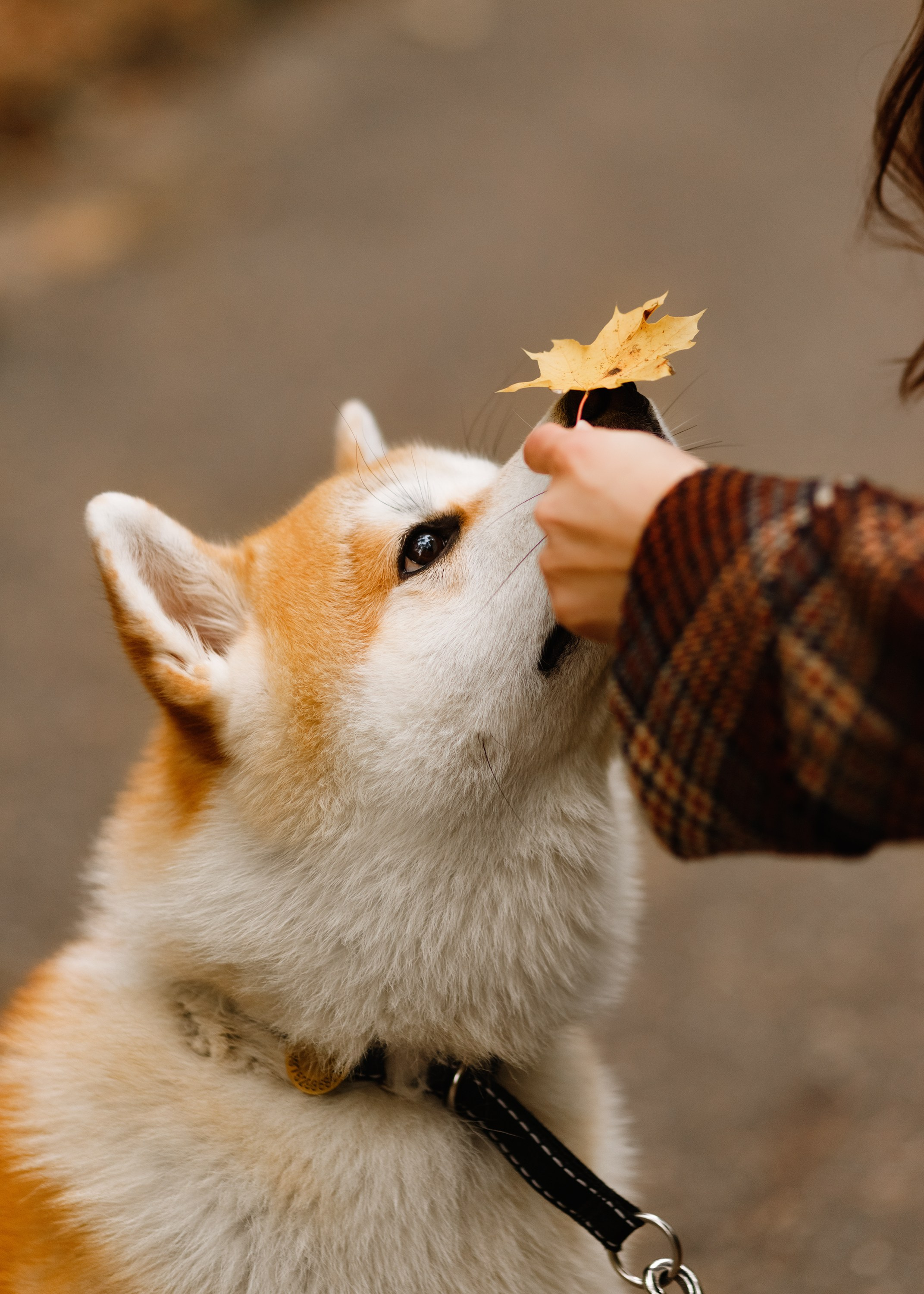 Maria & Kenji. Kaja | fotograf we Wrocławiu | ludzie i psy