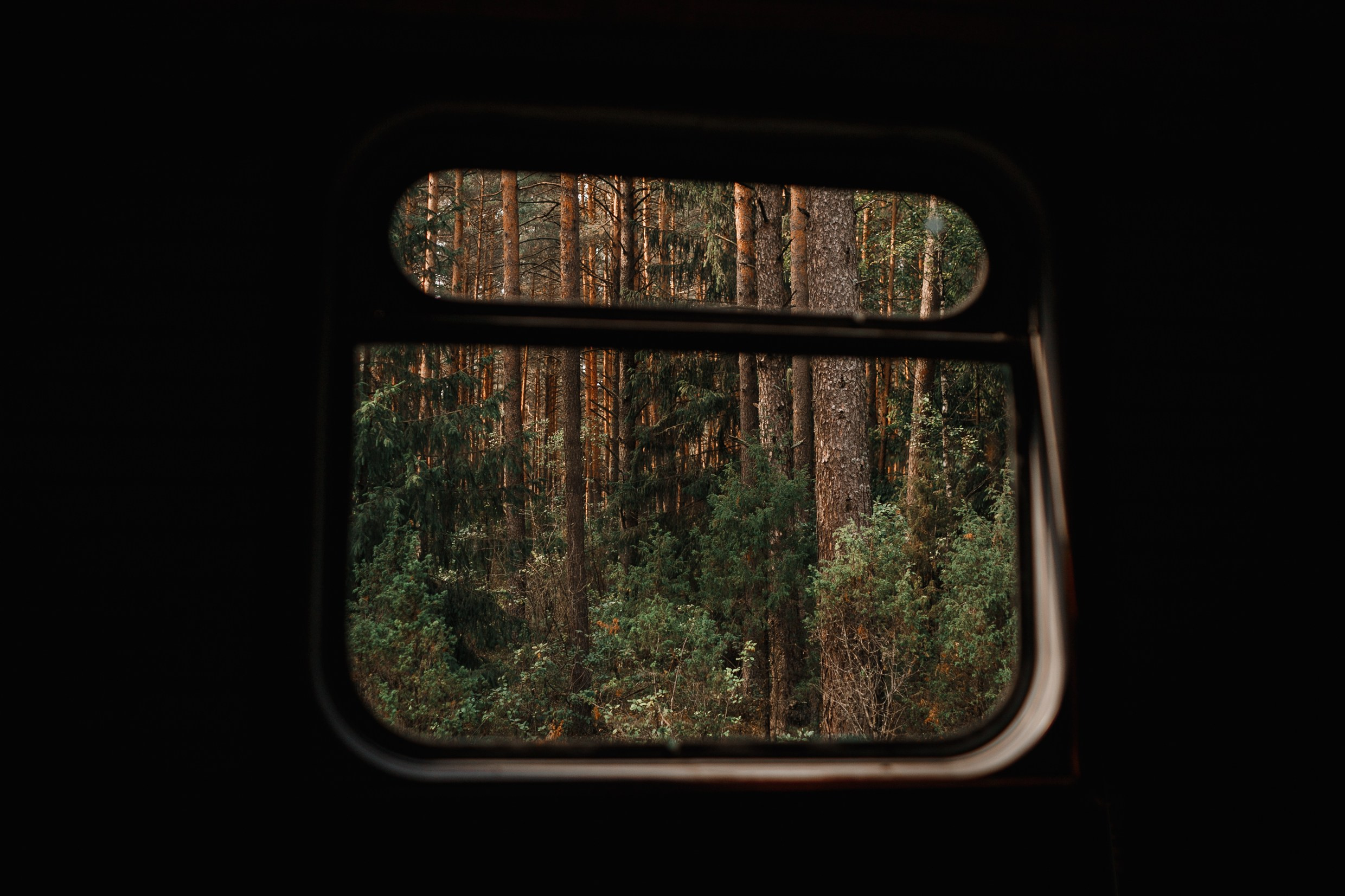 Narrow-gauge railway trip. Kaja | fotograf psów we Wrocławiu