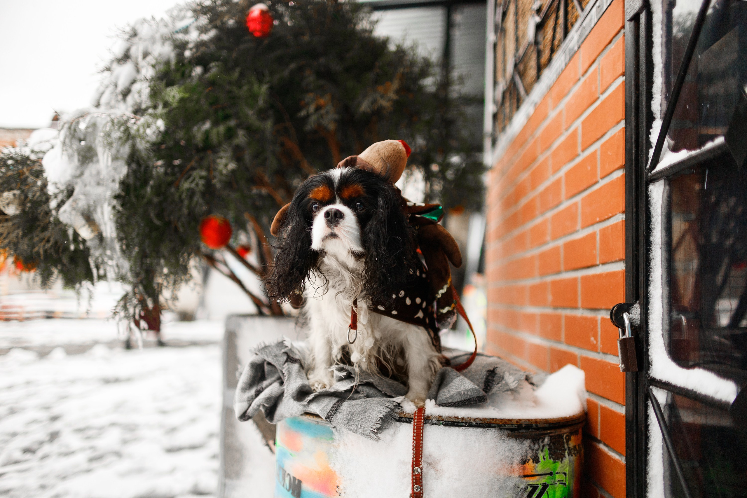 Uliana & winter spaniels. Kaja | fotograf psów we Wrocławiu