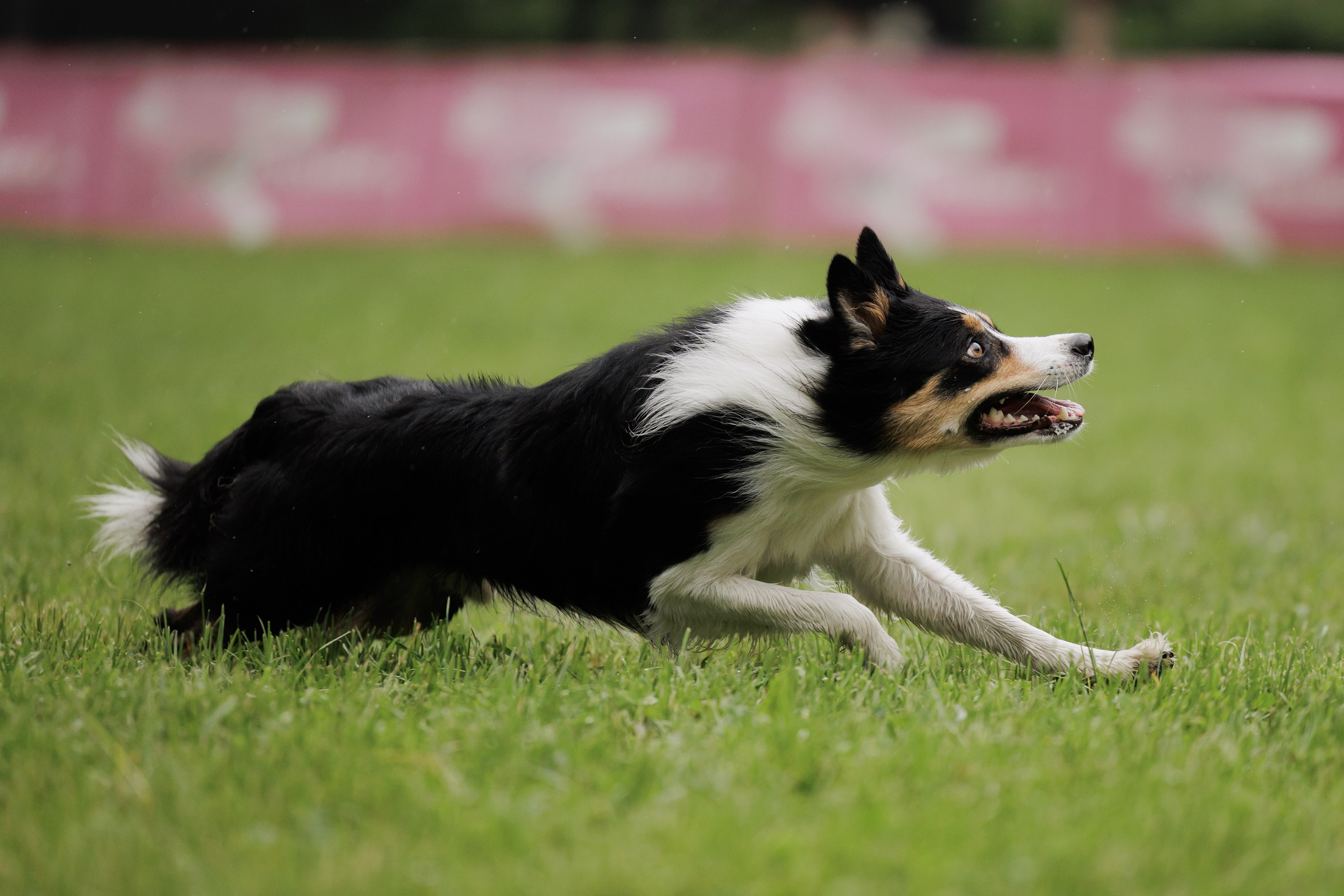 Latające psy, Wrocław'25. Kaja | fotograf psów we Wrocławiu