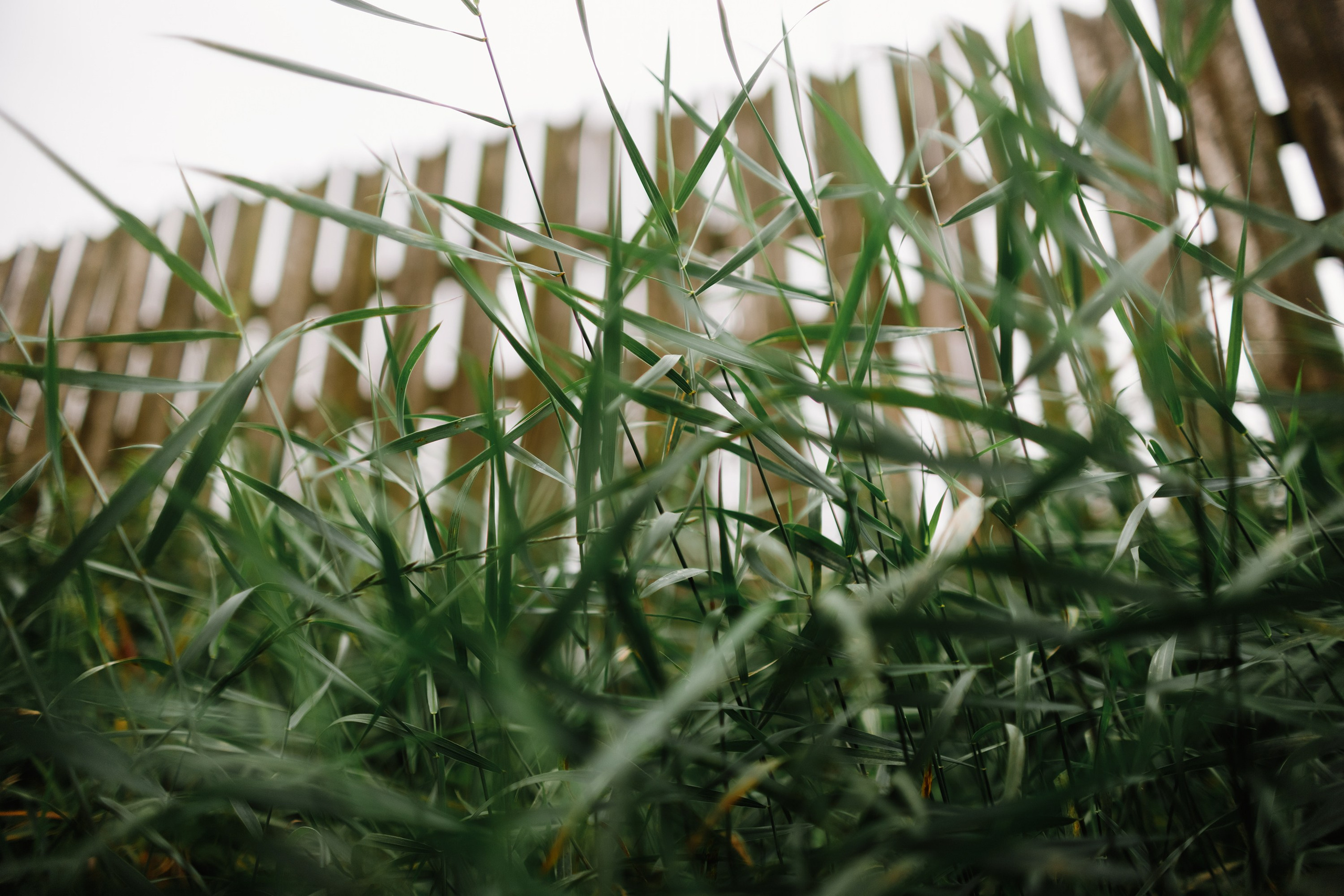 Grodno. Kaja | fotograf we Wrocławiu | ludzie i psy