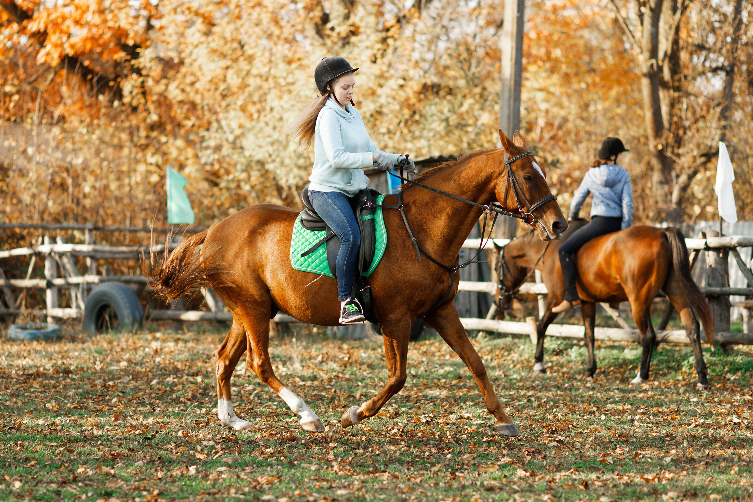 Autumn equestrian training. Kaja | fotograf psów we Wrocławiu