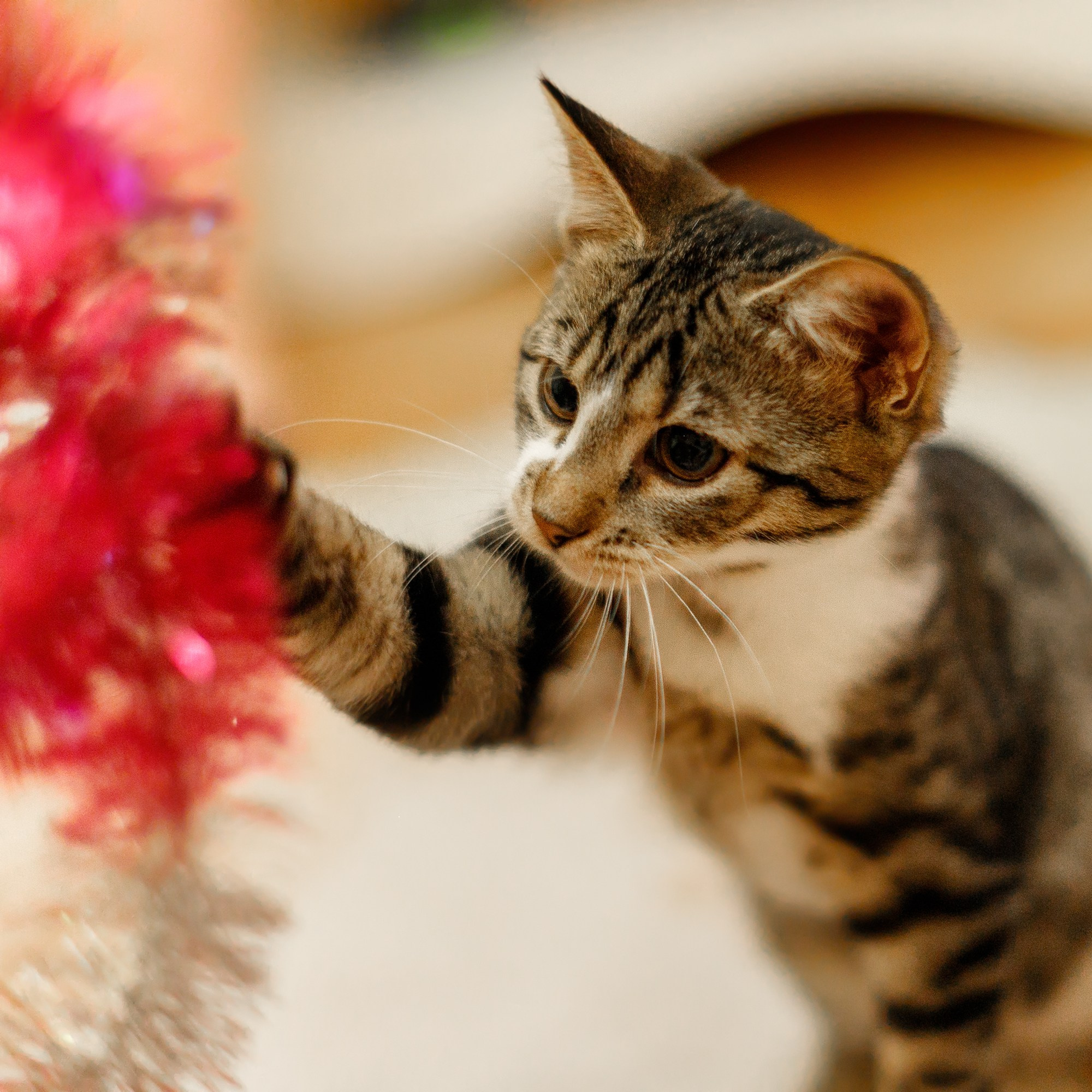 Cats for adoption. Kaja | fotograf we Wrocławiu | ludzie i psy