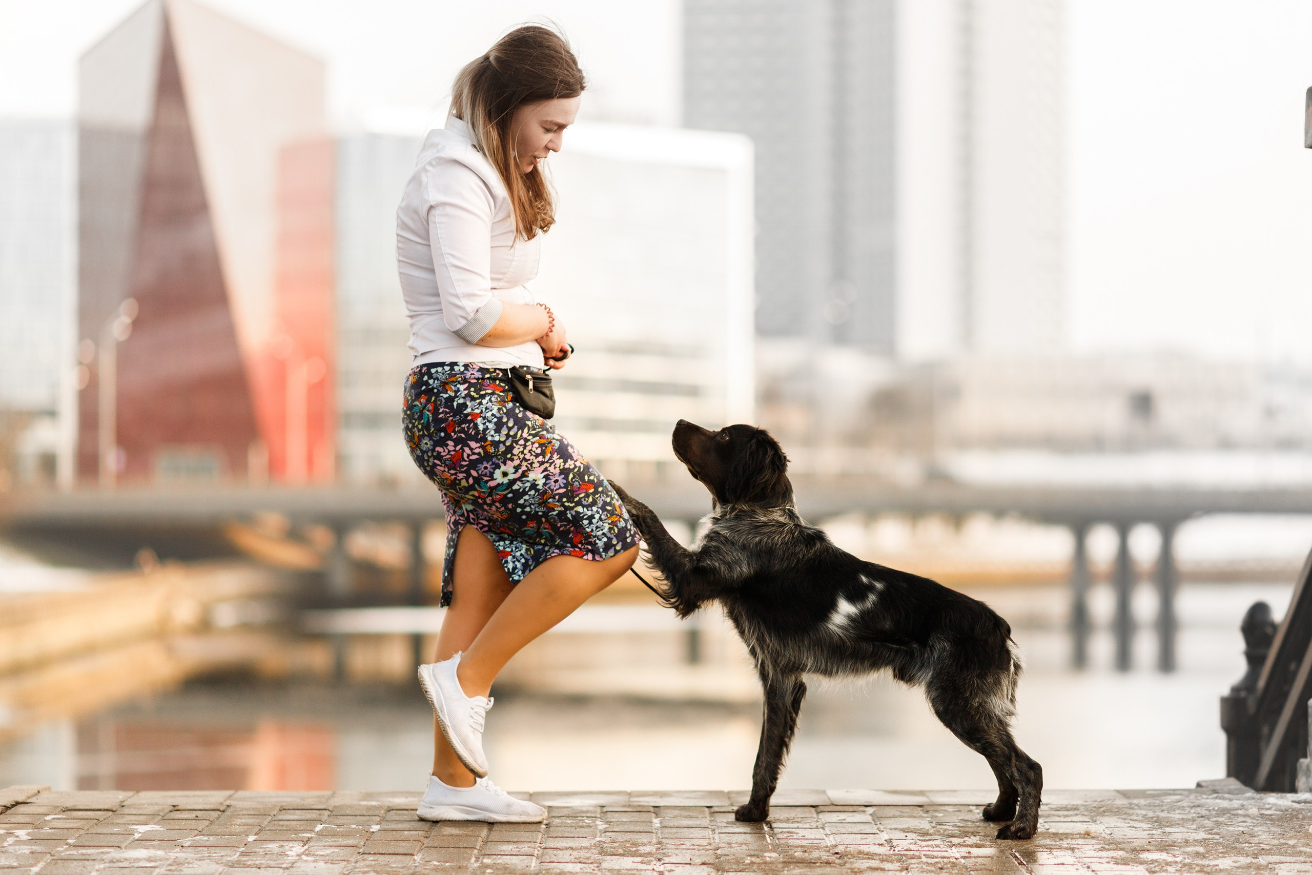 Dog shows | the best ones. Kaja | fotograf psów we Wrocławiu