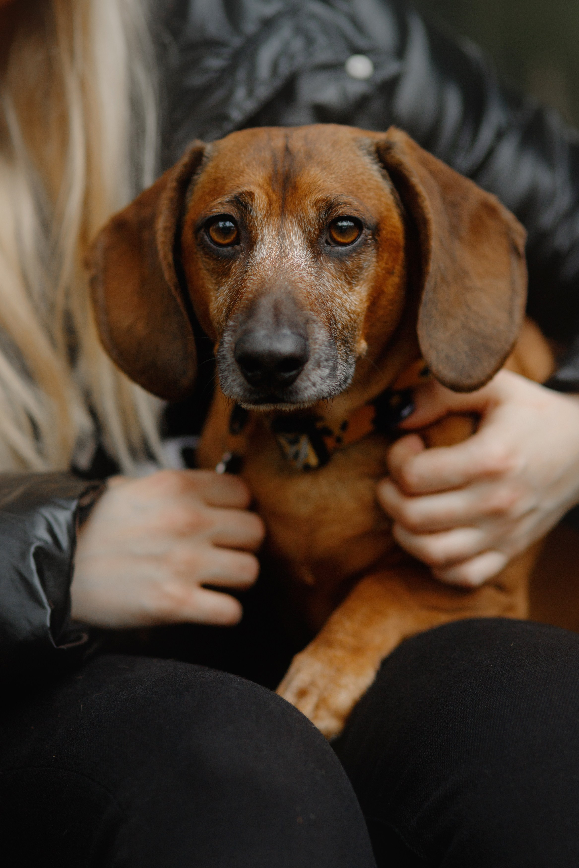 Ania, Franek & Vincent. Kaja | fotograf psów we Wrocławiu