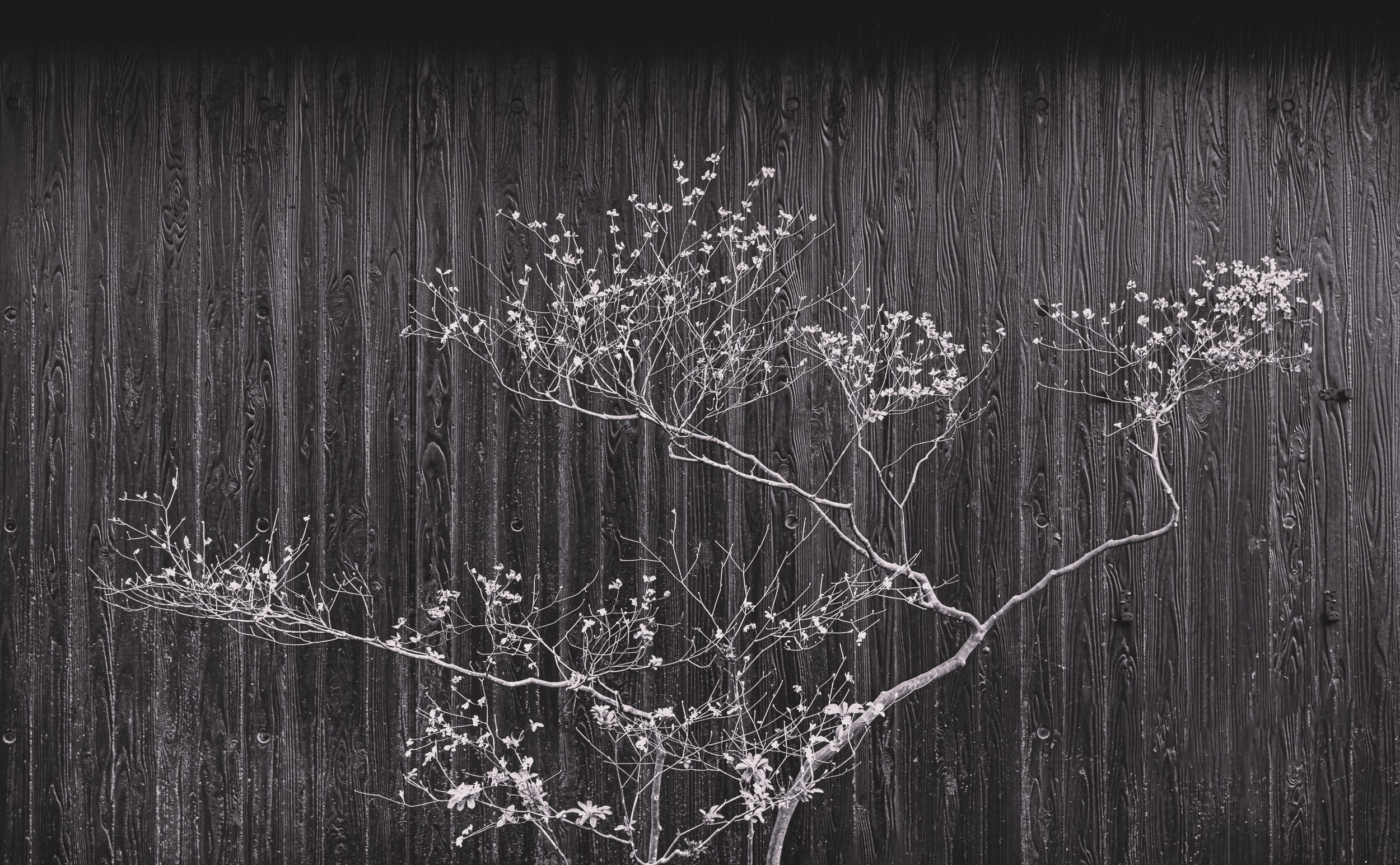 Japan. Marius Ciocan