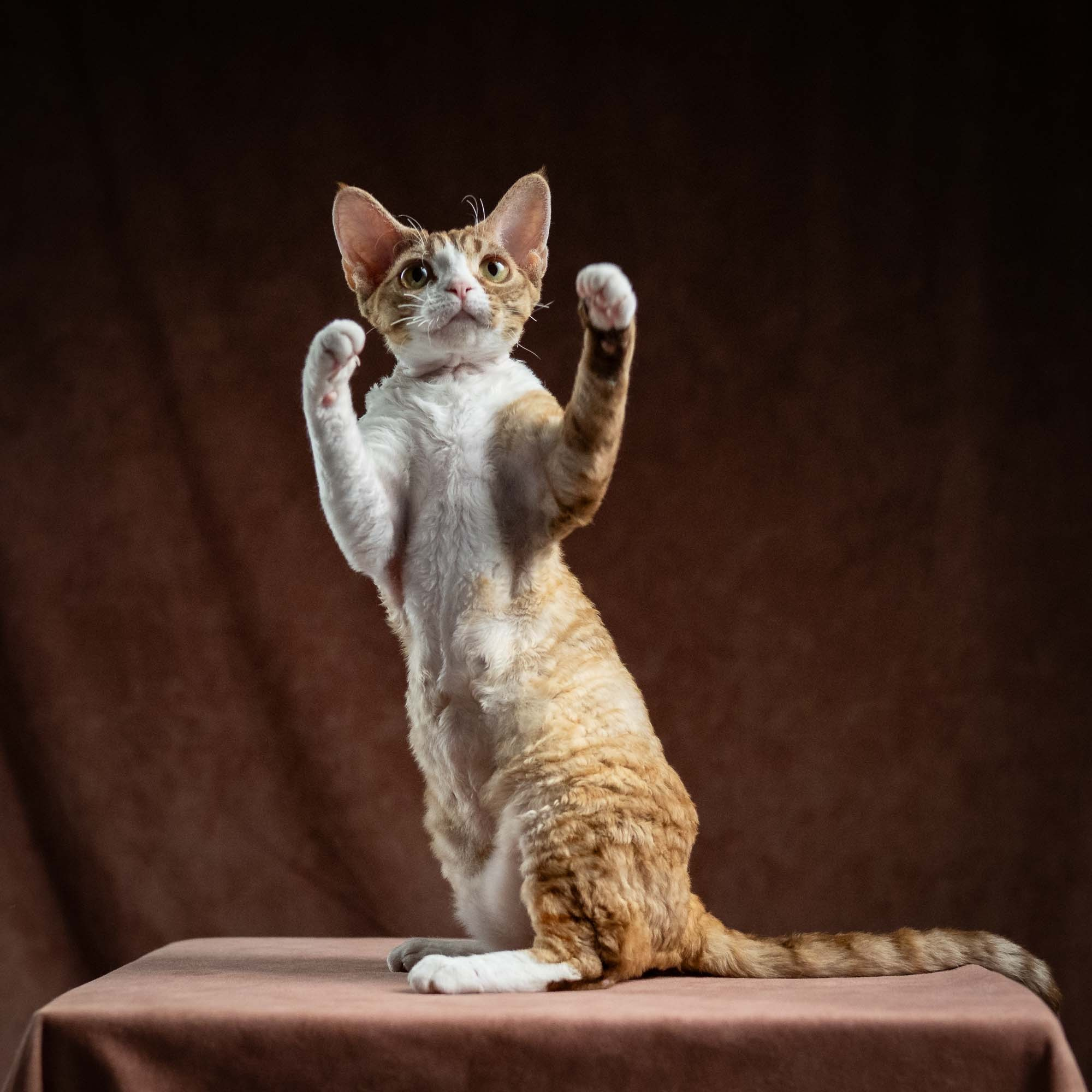 Houston, girl, born 04.20.25. Devon Rex Pixie Cattery