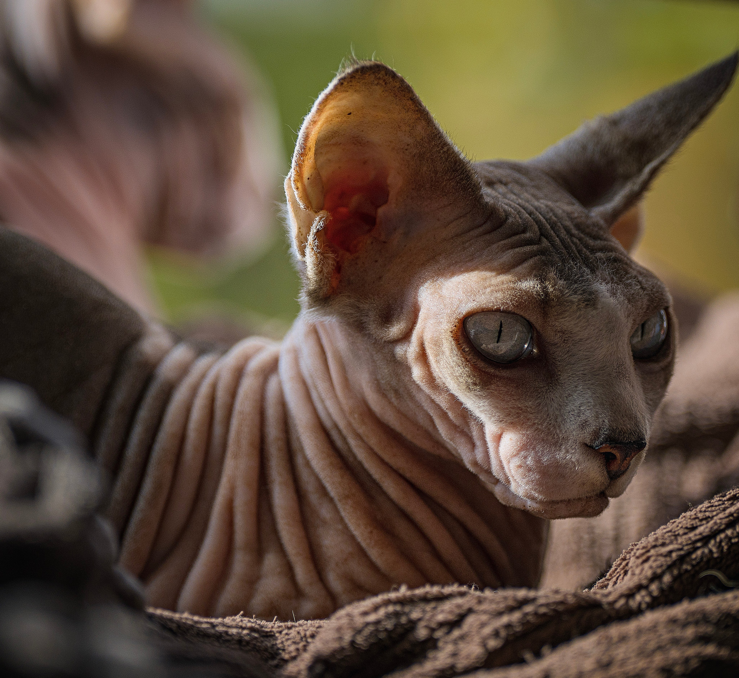 Katzen. LUKIN IGOR Photography