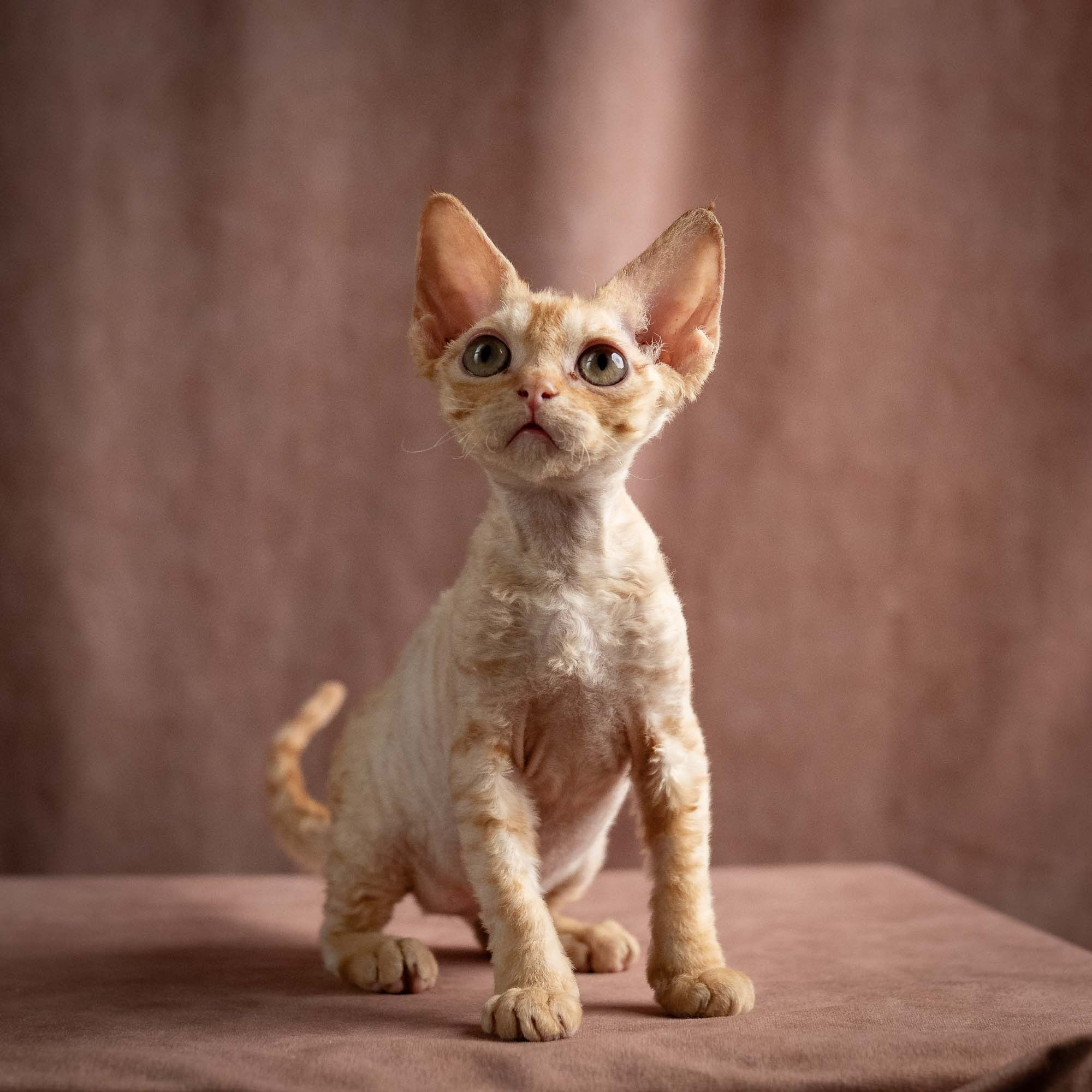 Piper, girl, born 02.11.26. Devon Rex Pixie Cattery