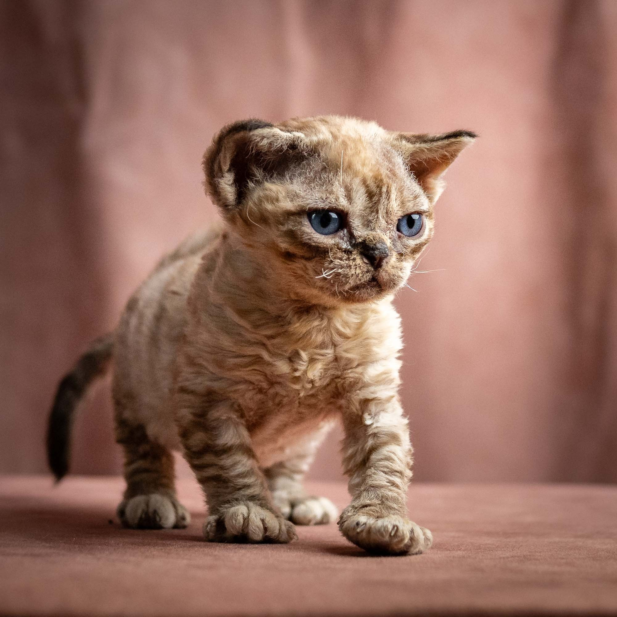 Remy, boy, born 05.08.26. Devon Rex Pixie Cattery