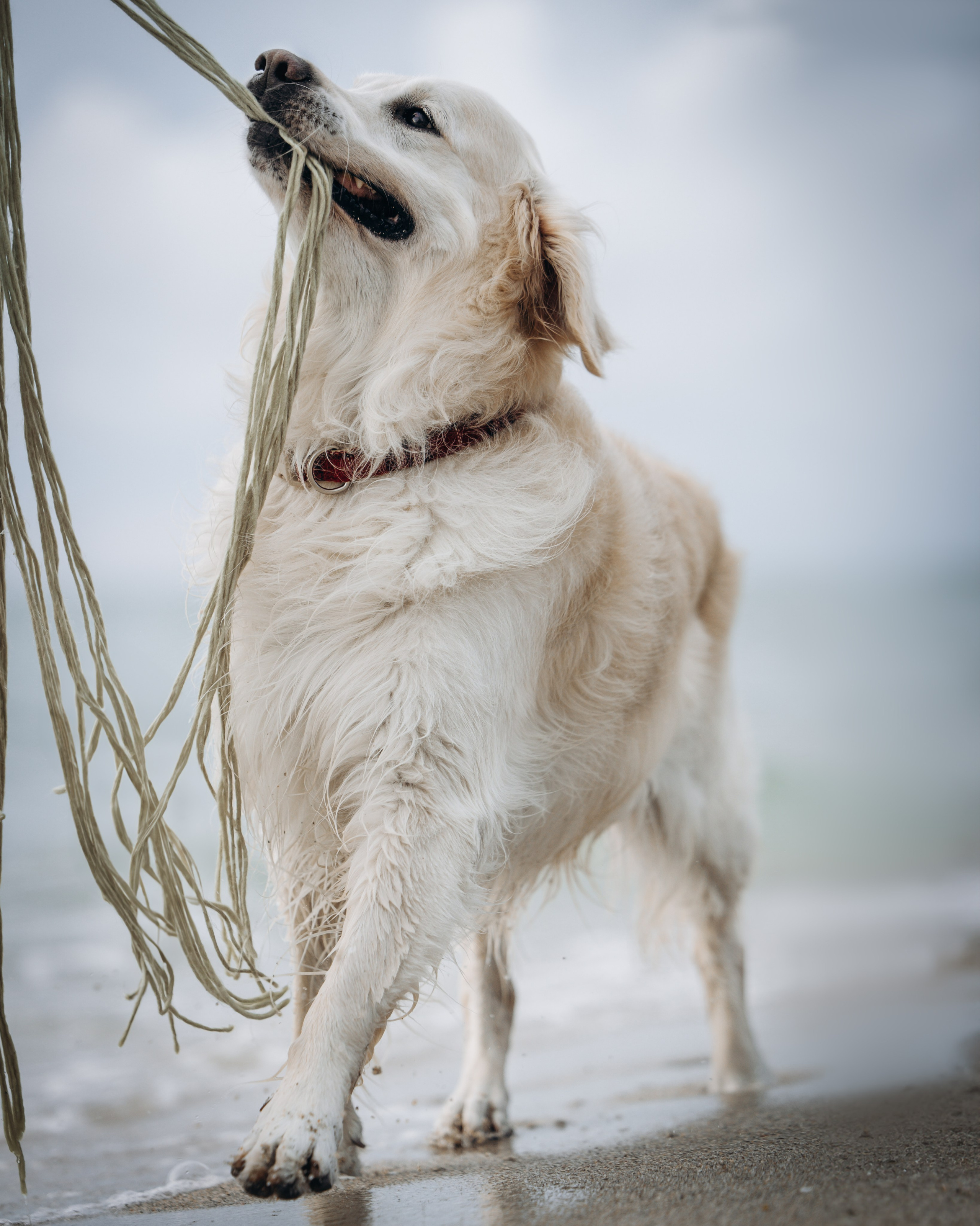 Robby & Asya. Pet Photographer Viktoriya Aleshenko